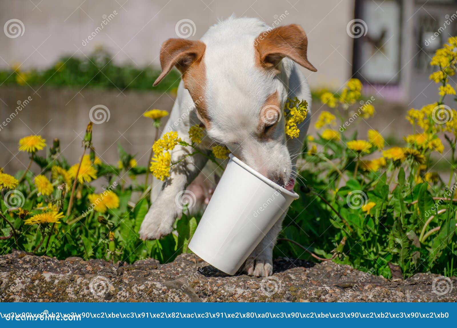 Hund Leckt Glas Stockbild Bild Von Spiele Russell Ohren