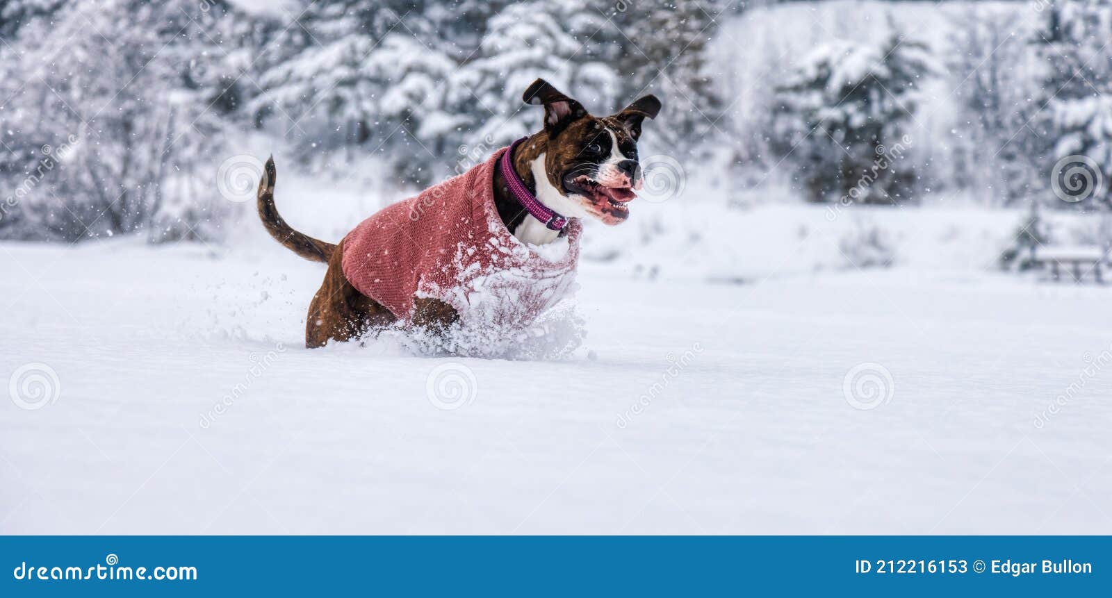 sygdom Kirkestol fejl Hund leker i snö fotografering för bildbyråer. Bild av förtjusande -  212216153