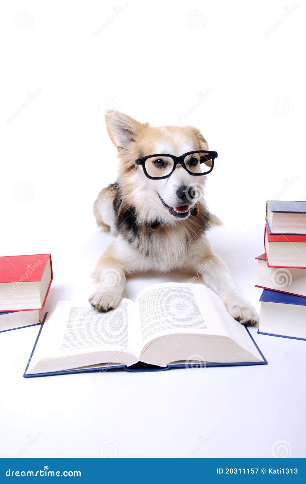 Hund liest Buch stockbild. Bild von nett, braun, inländisch 20311157