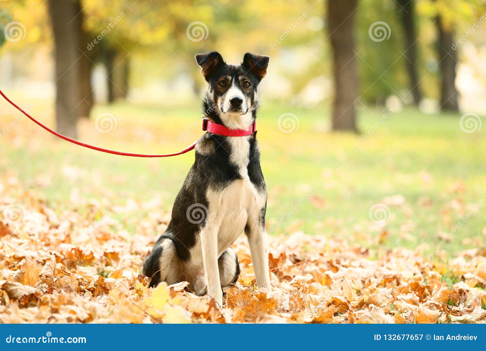 Hund med kragen fotografering för bildbyråer. Bild av angus 132677657