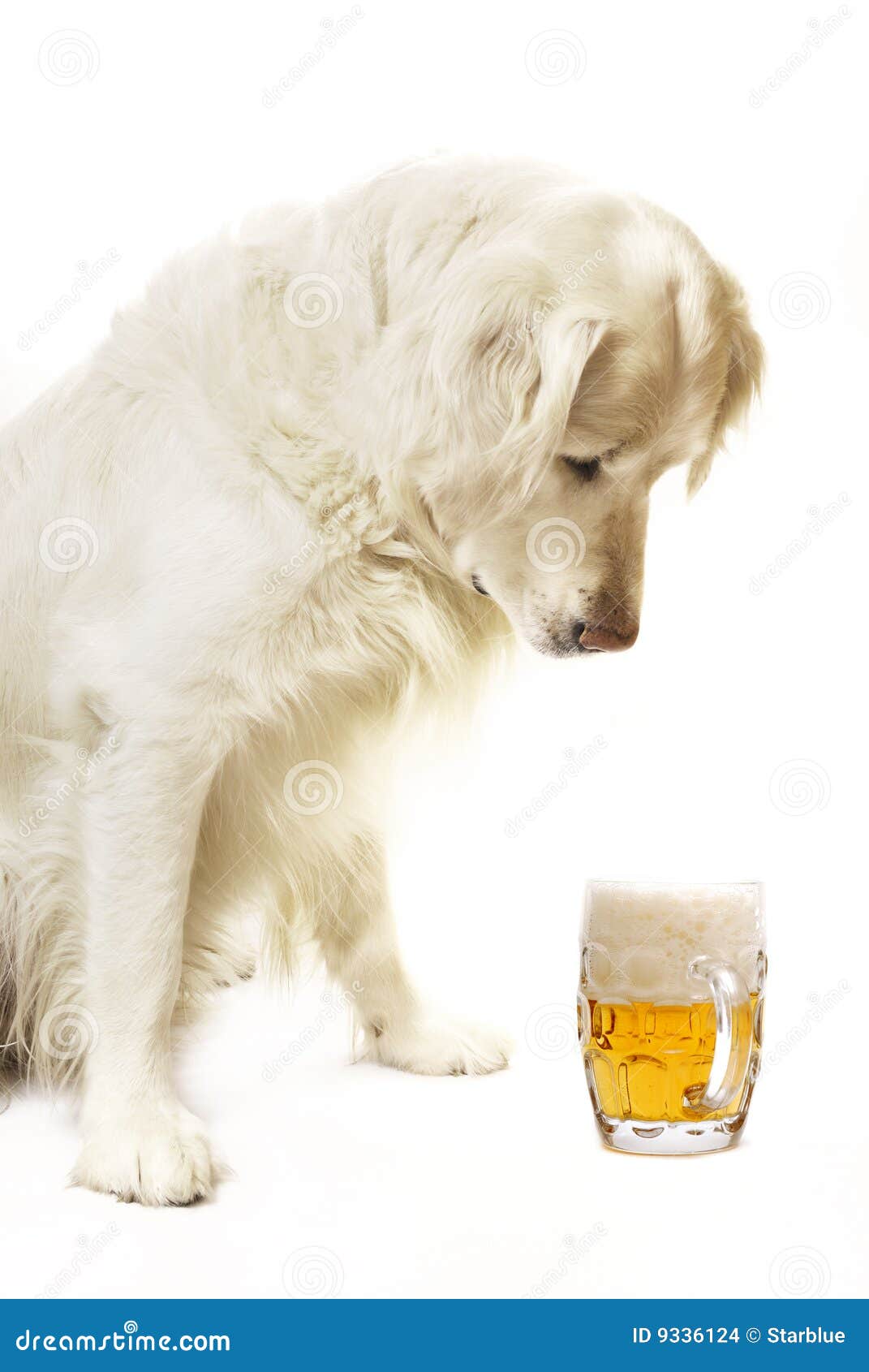 Hund mit Bier stockfoto. Bild von haustier, säugetier 9336124