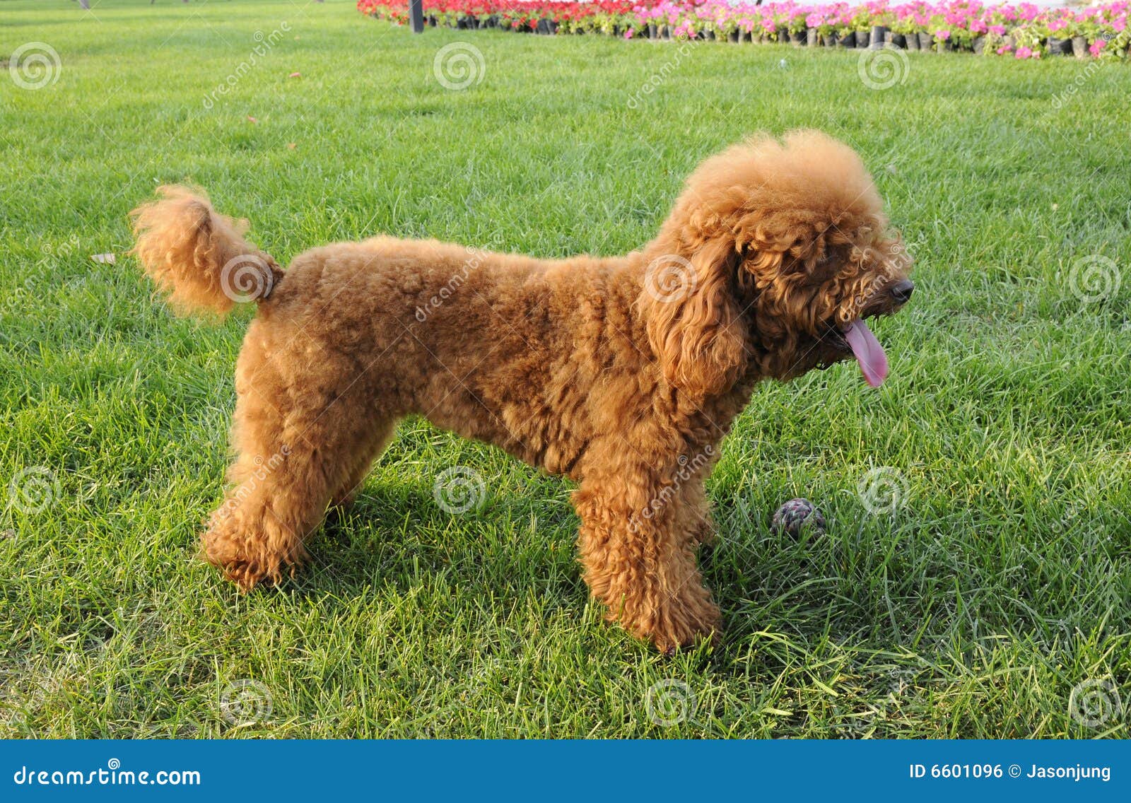 Hund Mit Brauner Farbe Bild. Bild: 6601096