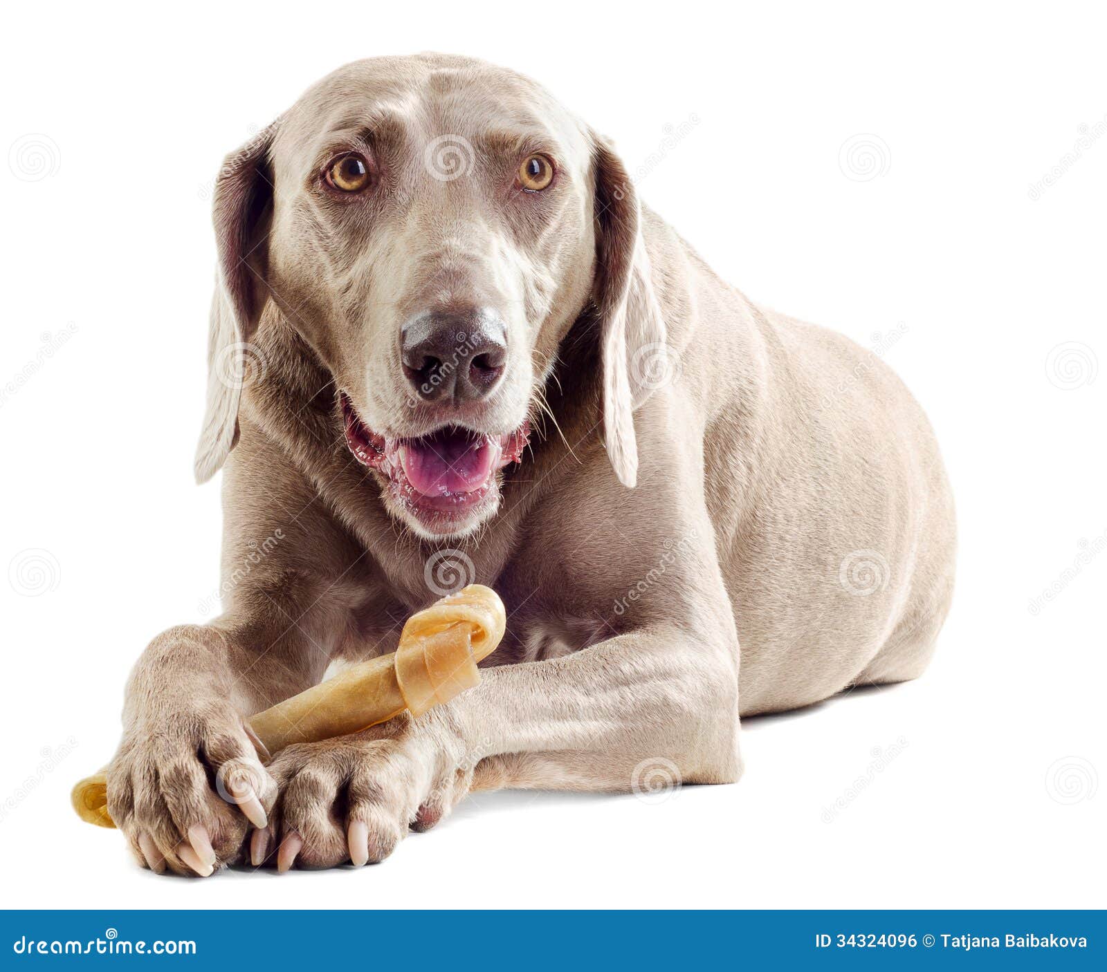 Hund mit dem Knochen stockfoto. Bild von schönheit, haustier 34324096