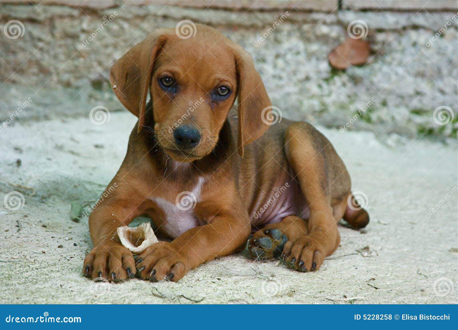 Hund mit dem Knochen stockfoto. Bild von lustig, nave 5228258
