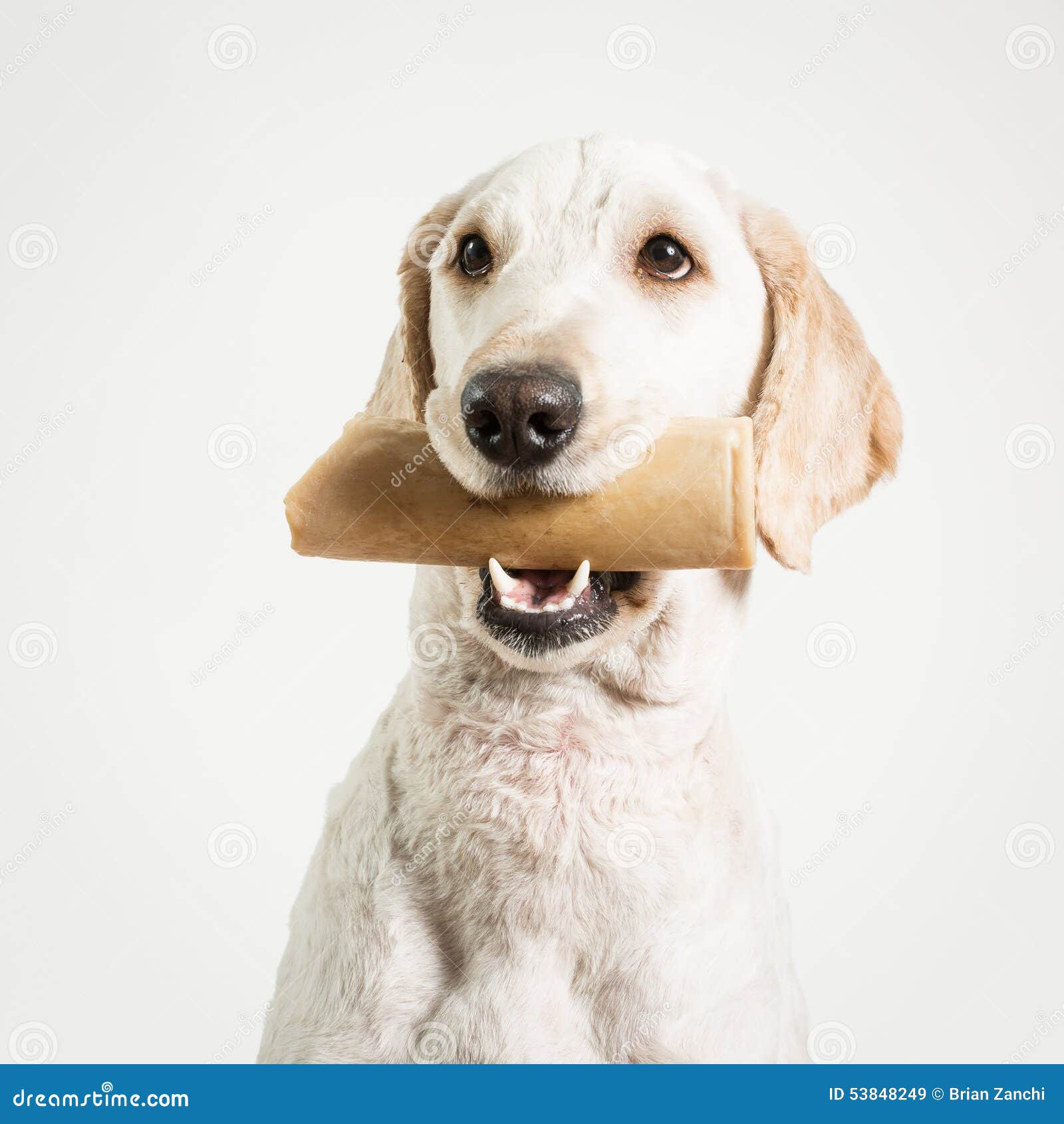 Mit hund frauen kennenlernen