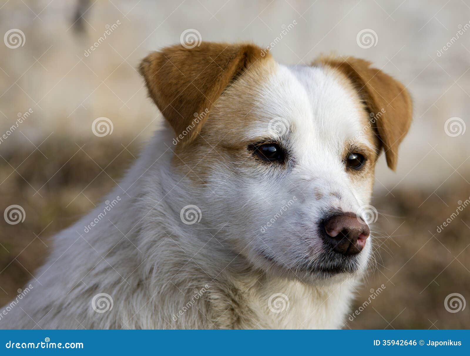 Hund mit den gelben Ohren stockfoto. Bild von gelben 35942646