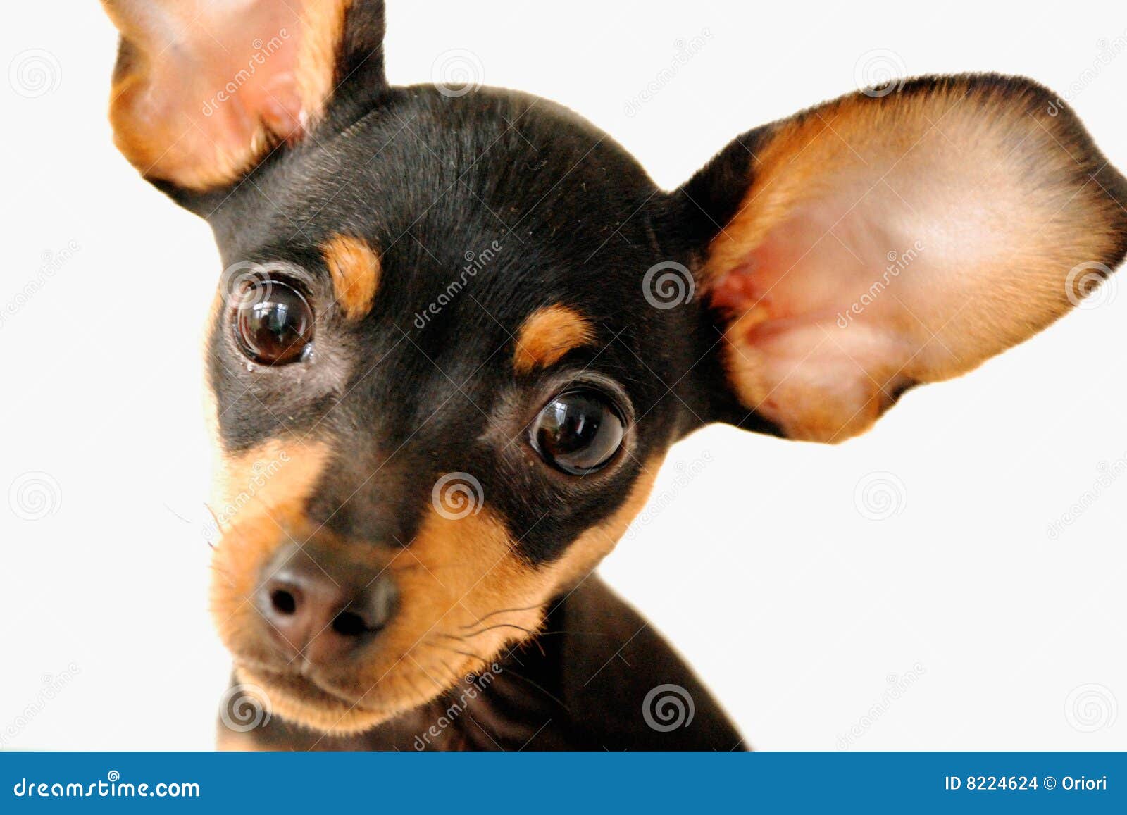 Hund mit den großen Ohren stockfoto. Bild von gesicht 8224624