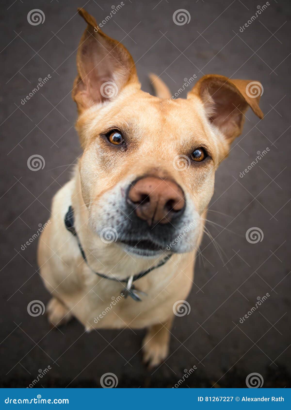 Hund Mit Den Großen Ohren Und Ein Lustiger Ausdruck Auf Seinem Gesicht