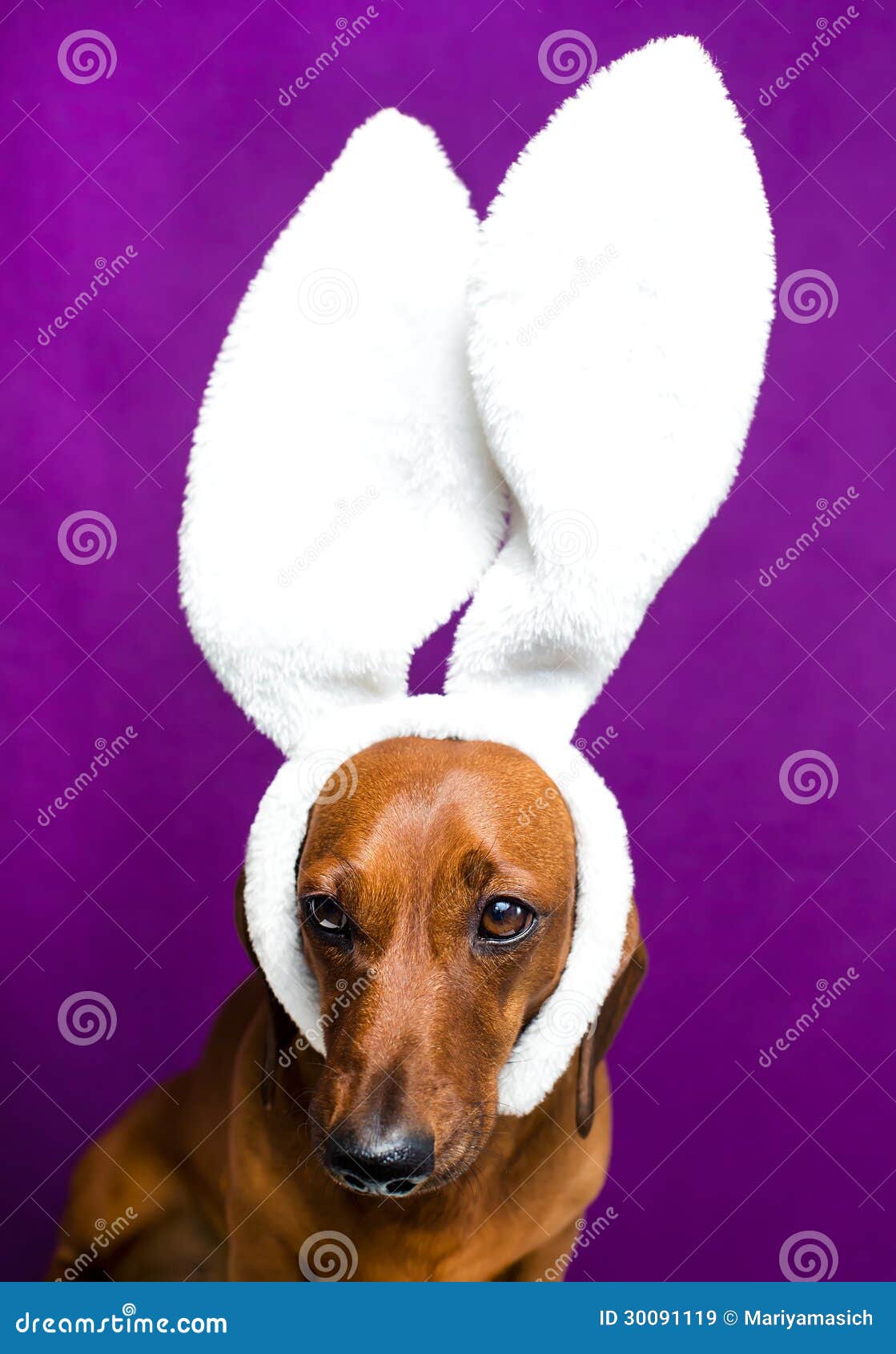 Hund mit den Hasenohren stockbild. Bild von warm, gläser 30091119