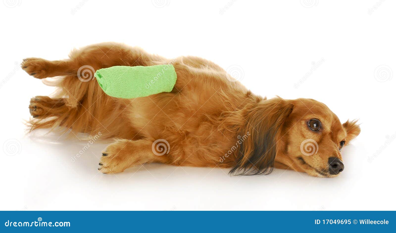 Hund Mit Der Verletzten Tatze Stockbild Bild von krankenhaus, brut