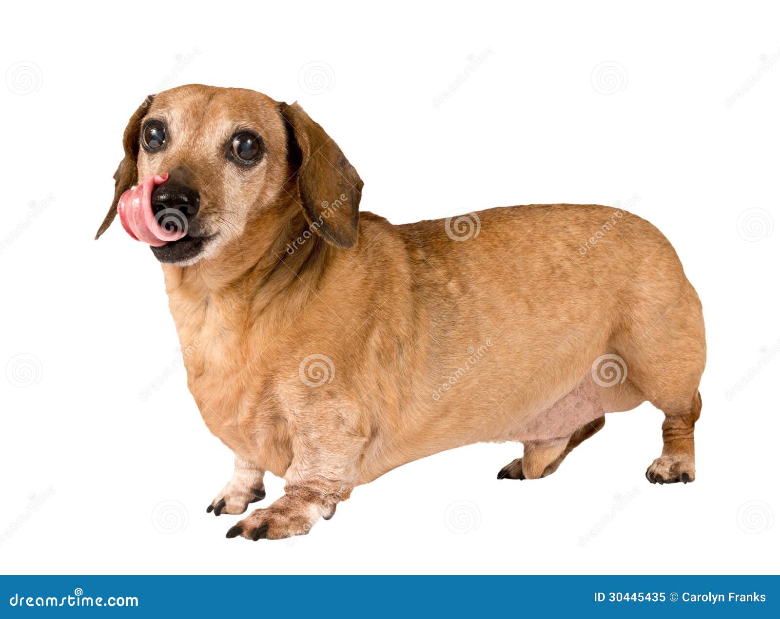 Hund Mit Der Zunge, Die Heraus Hungrig Schaut Stockbild Bild von