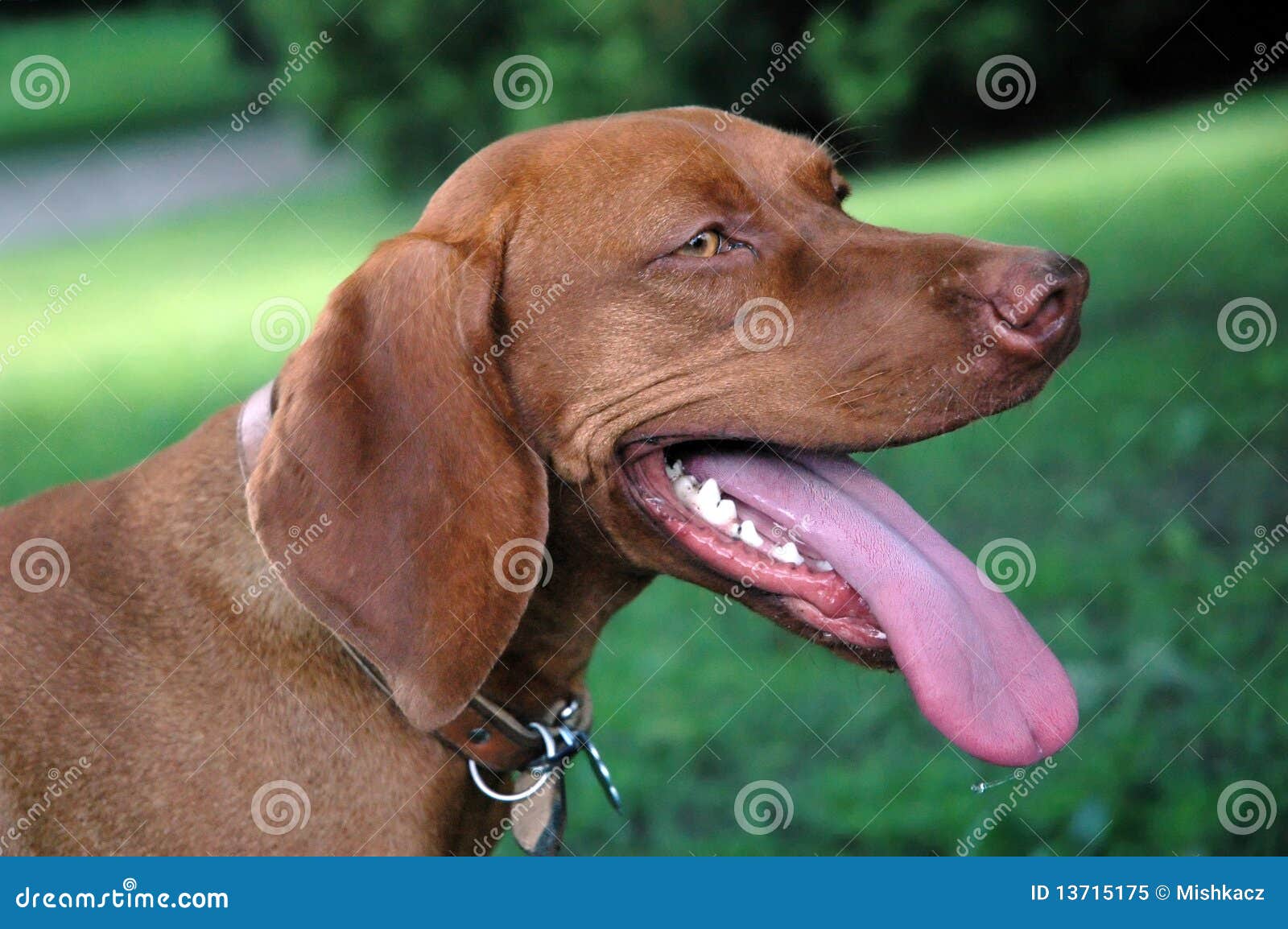 Hund Mit Der Zunge Heraus Lizenzfreies Stockfoto Bild 13715175