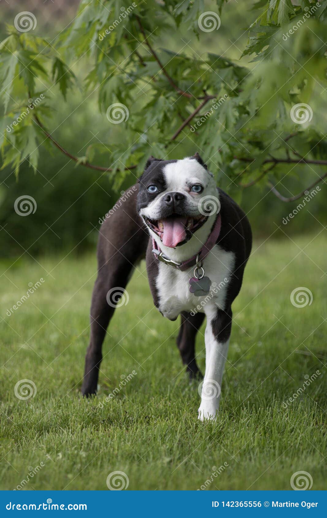 Hund mit drei Beinen stockfoto. Bild von partei, relax 142365556