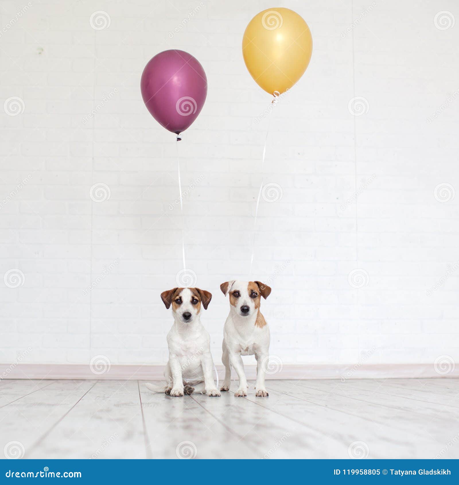 Hund mit einem Ballon stockbild. Bild von geburtstag 119958805