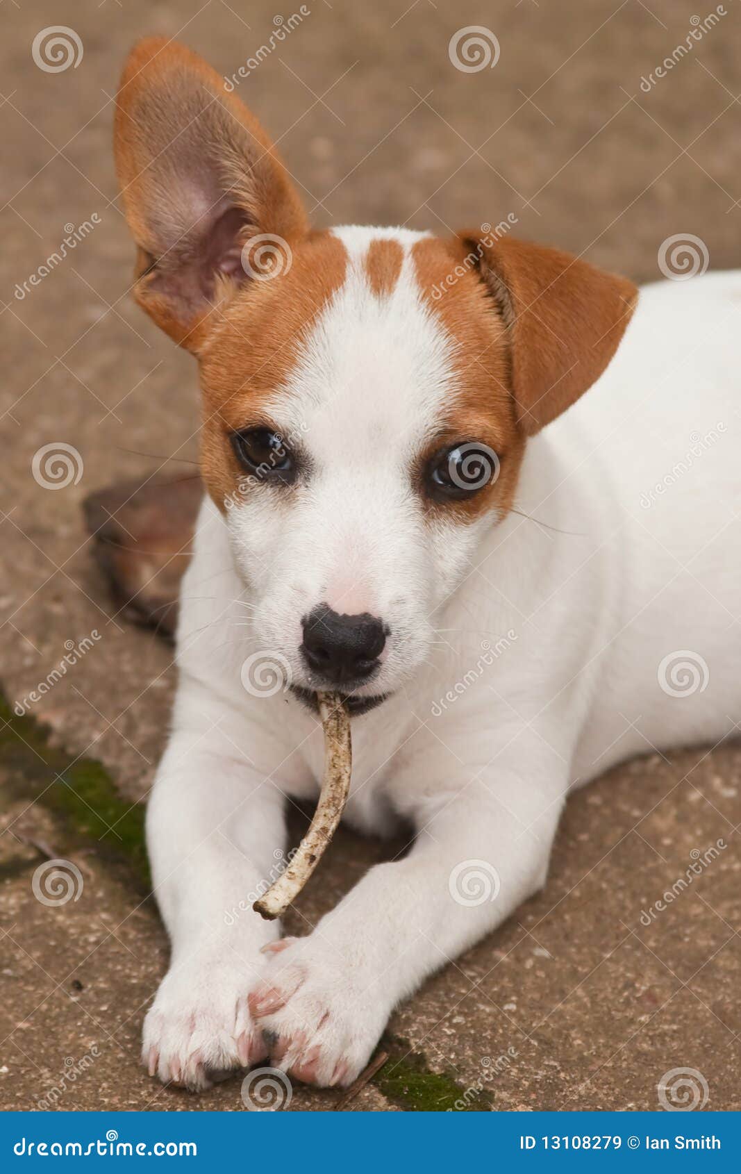 Hund mit einem Knochen stockbild. Bild von nett, tenacious 13108279