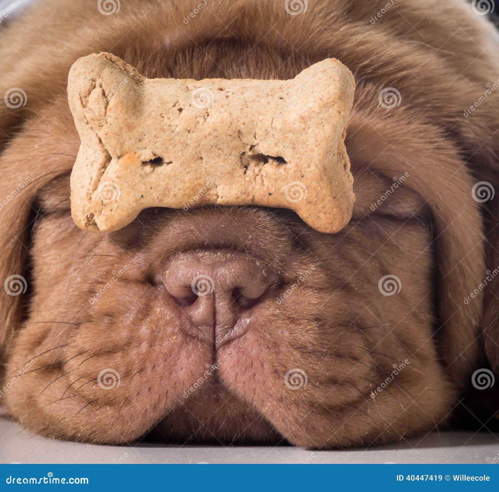 Hund mit einem Knochen stockbild. Bild von leute, hund 40447419
