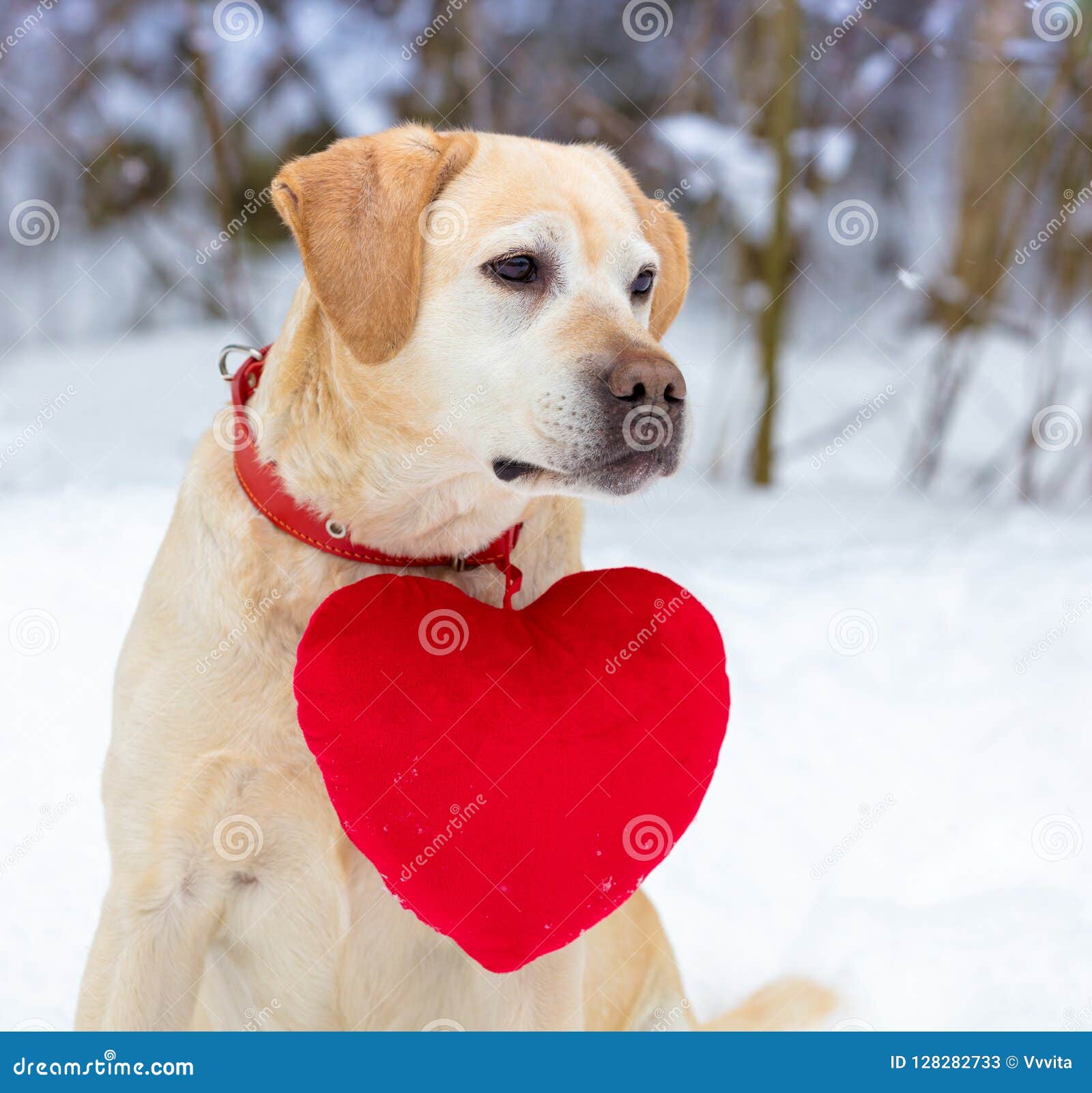 Hund Mit Einem Spielzeugherzen An Einem Kragen Stockbild Bild von