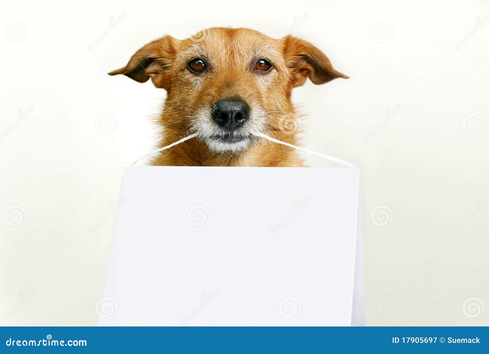 Hund Mit Einem Unbelegten Zeichen Stockbild Bild von ergeben