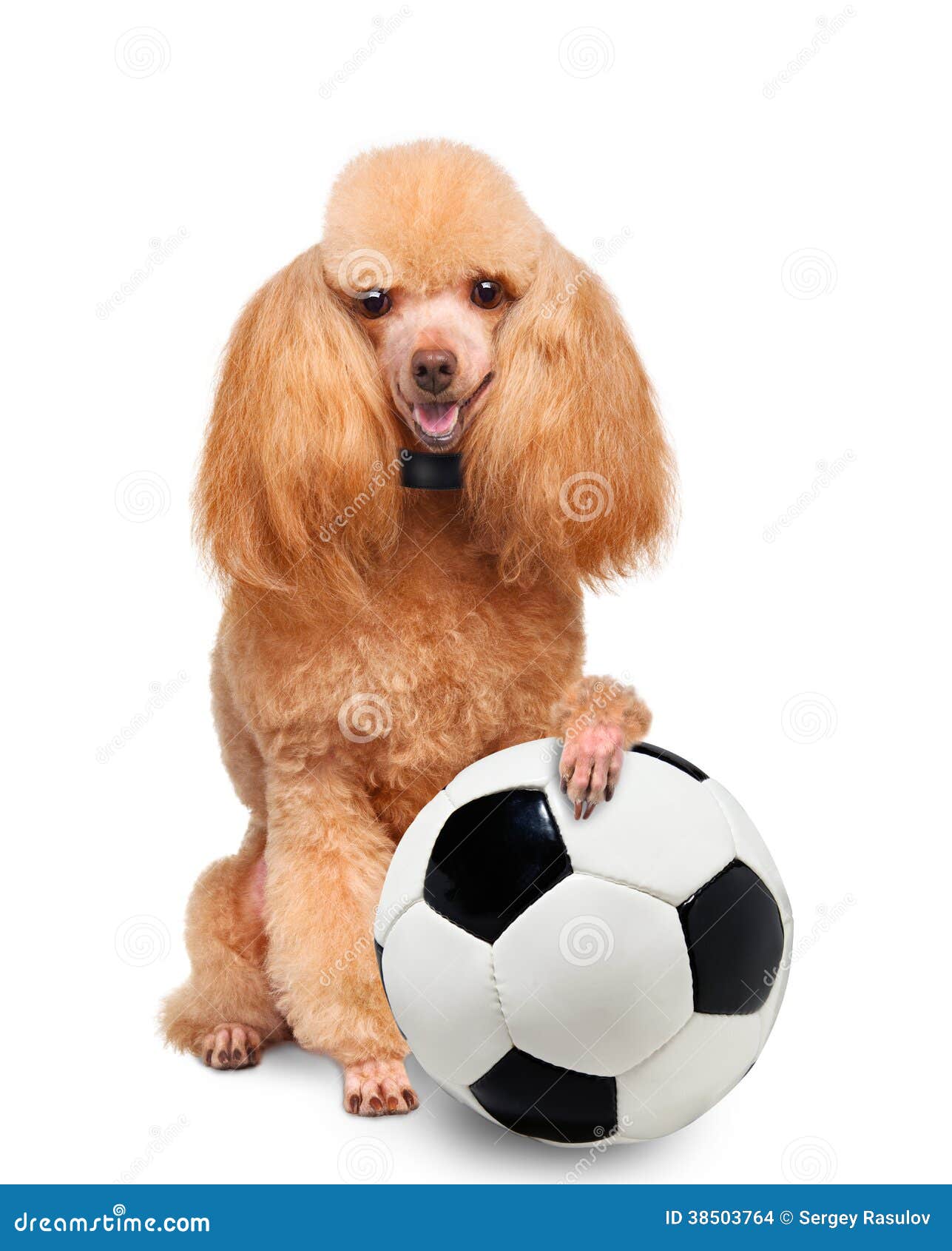 Hund Mit Einem Weißen Fußball Stockfoto Bild von fußball, hund 38503764