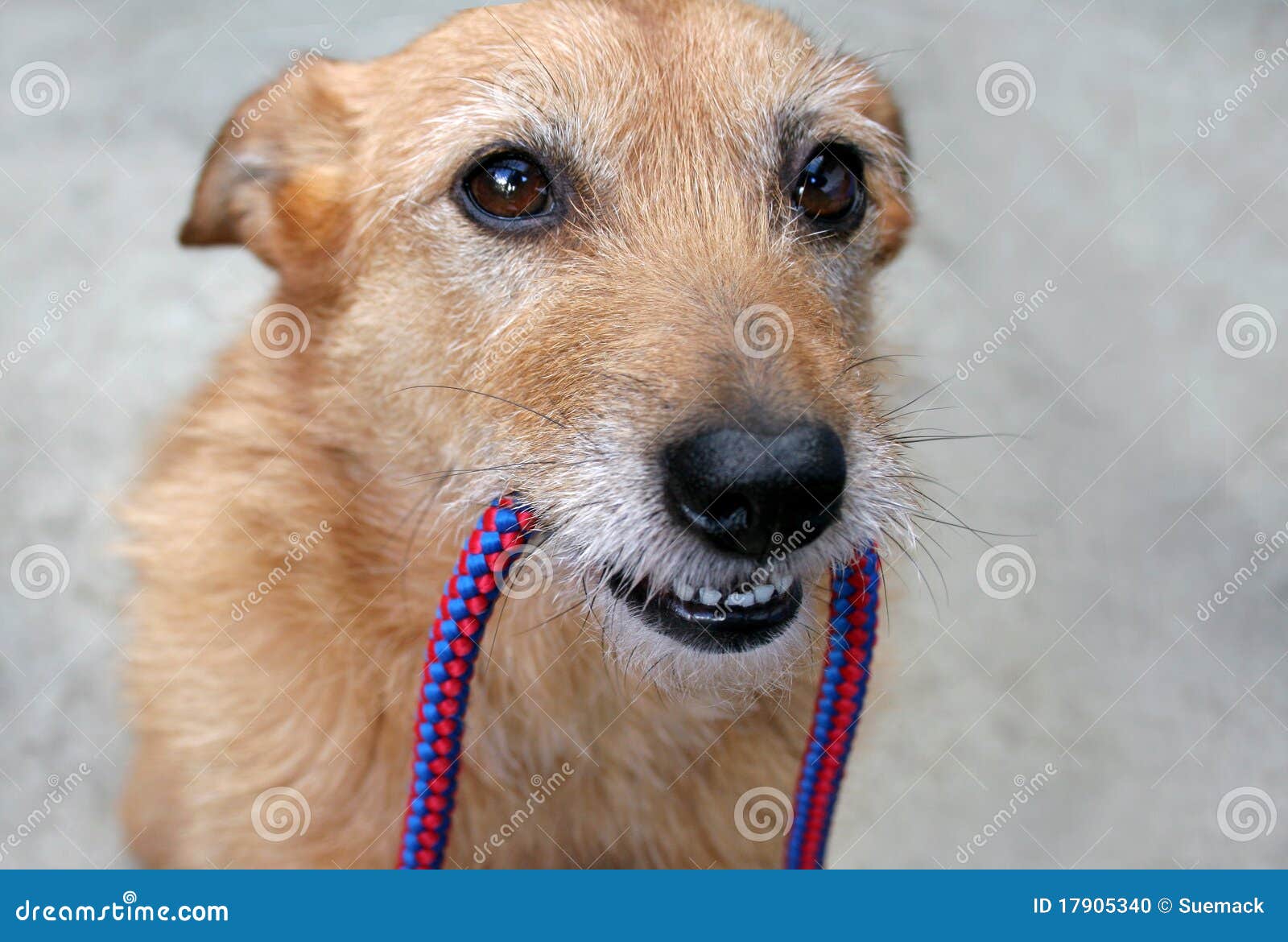 Hund Mit Einer Leine In Ihrem Mund Stockfoto Bild von hund, mund