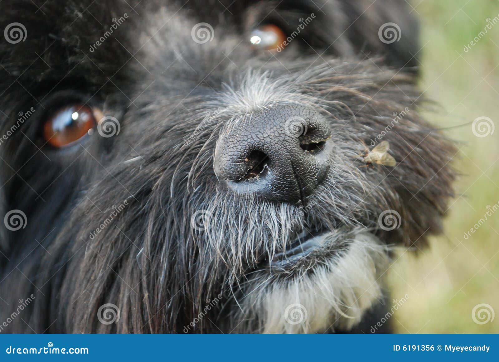 Hund Mit Fliege Auf Wekzeugspritze Stockfoto Bild von hintergrund