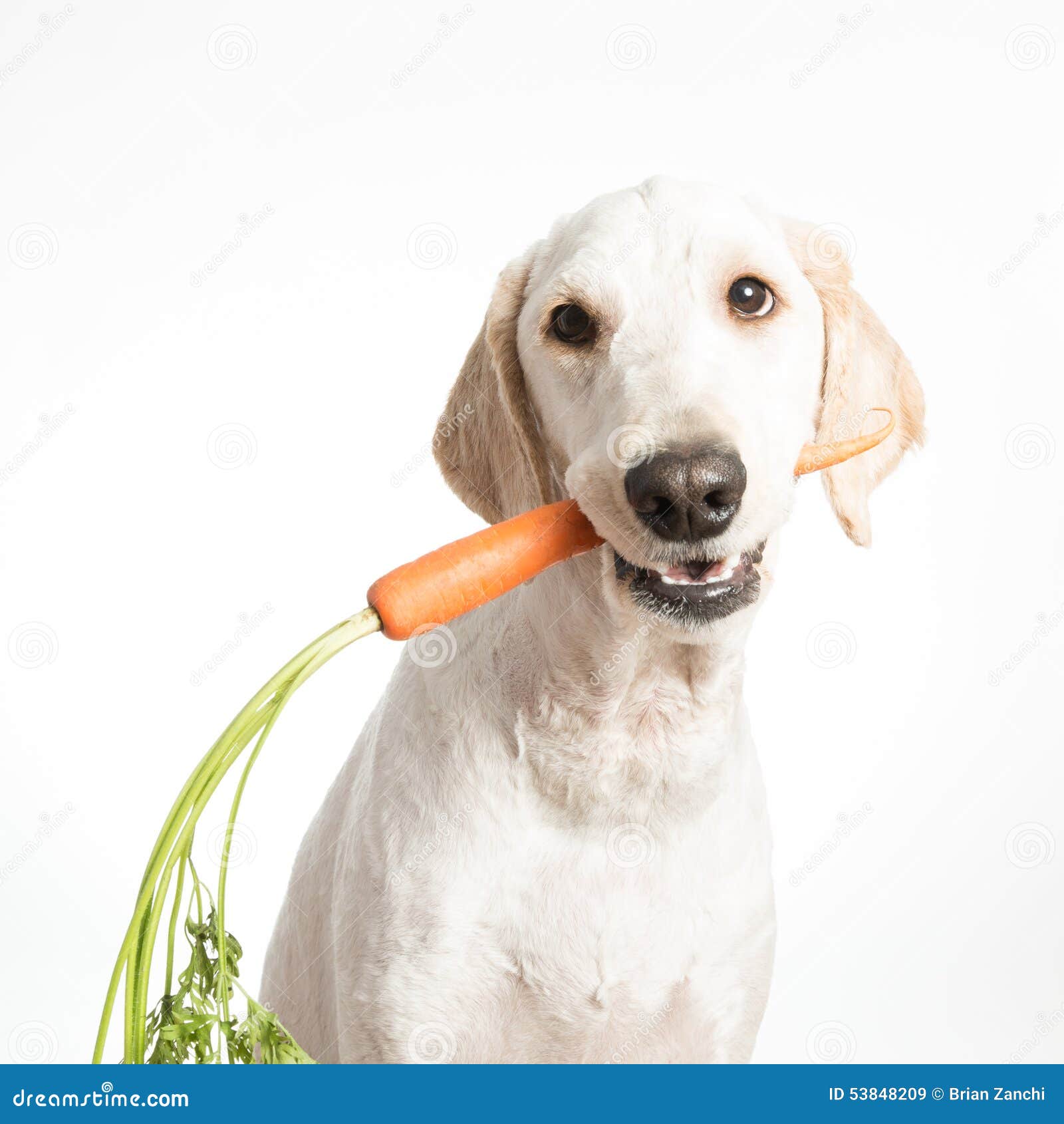 Hund mit Karotte stockbild. Bild von vegetarier, frisch 53848209