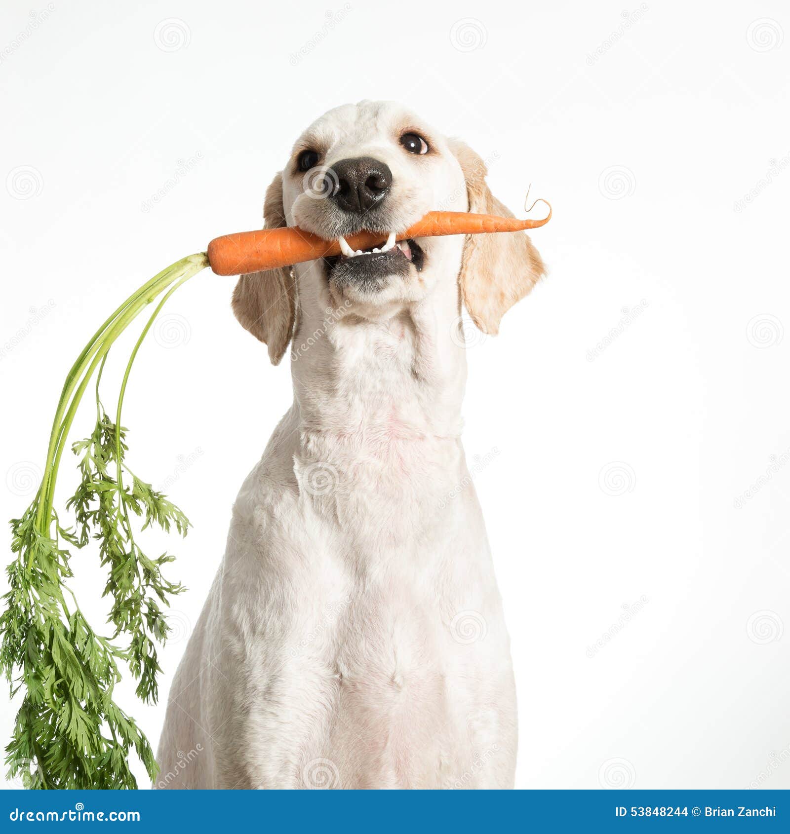 Hund Mit Karotte Stockfoto Bild 53848244