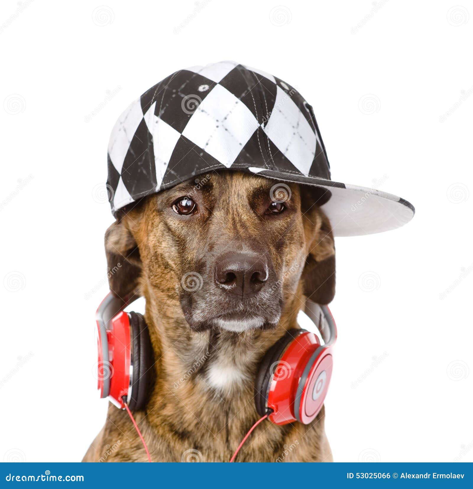 Hund Mit Kopfhorern Getrennt Auf Weissem Hintergrund Stockfoto Bild Von Weissem Kopfhorern