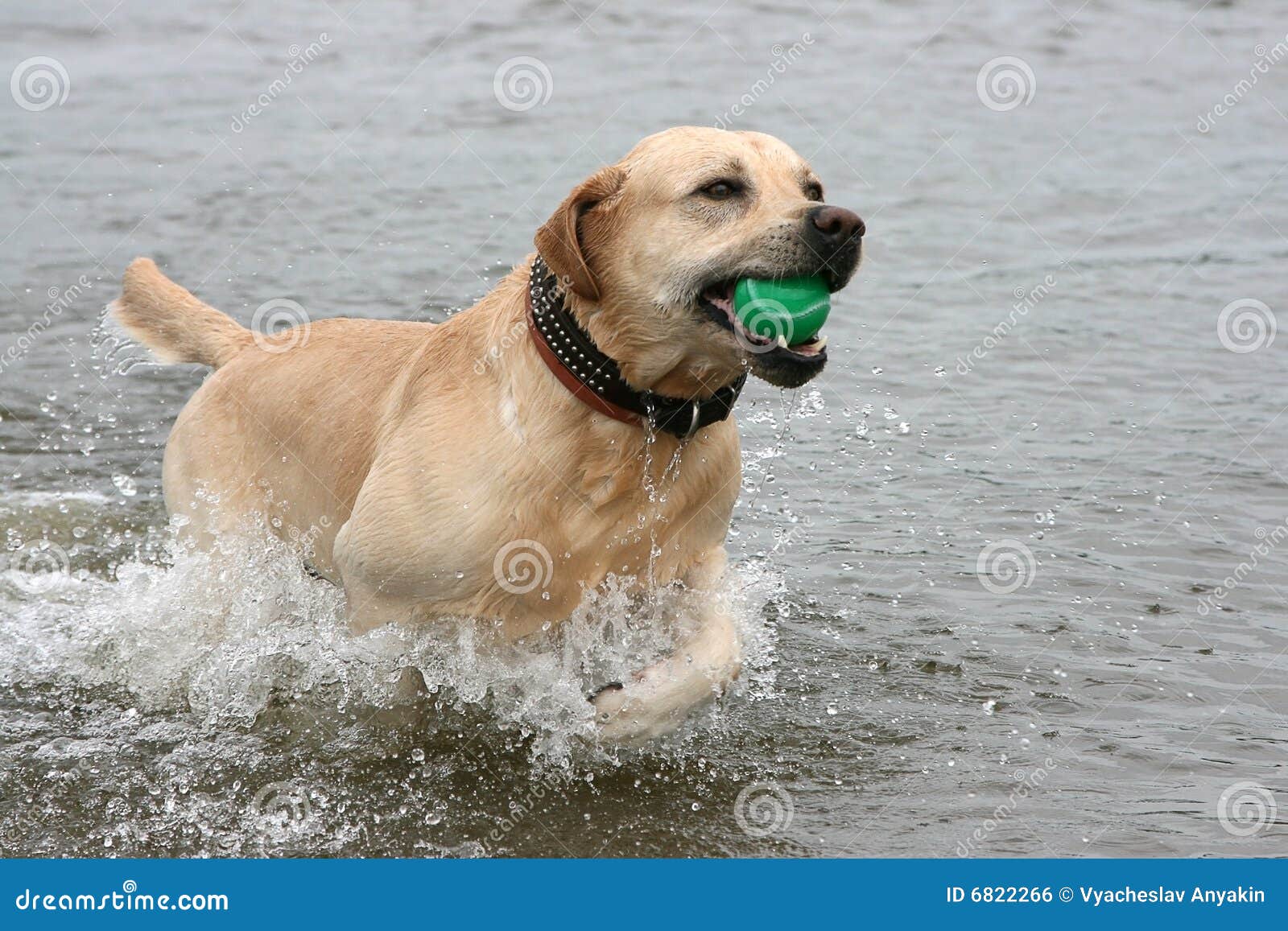 Hund mit Kugel an den Zähnen läuft auf Wasser