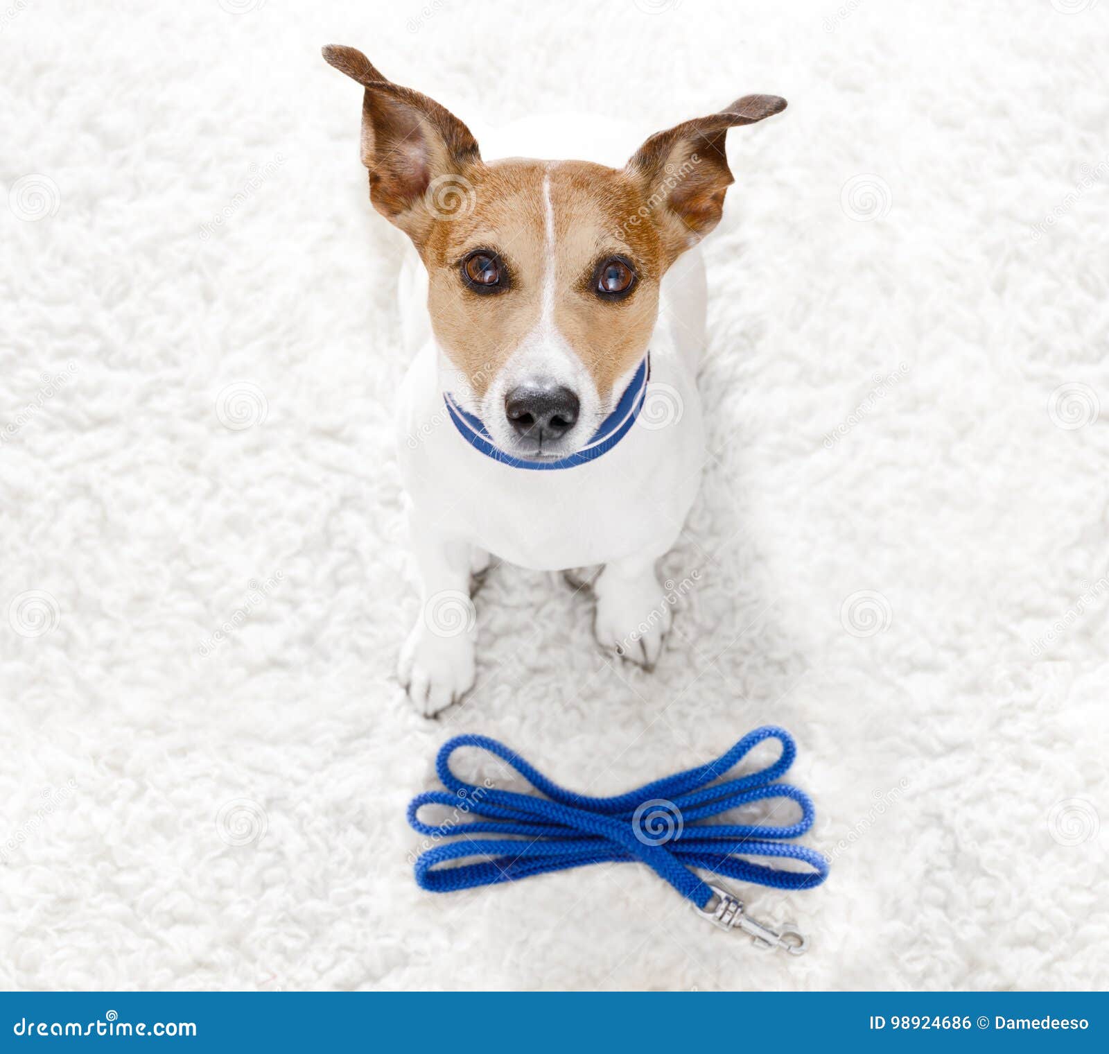 Hund Mit Leine Wartet Auf Einen Weg Stockfoto Bild von leitung