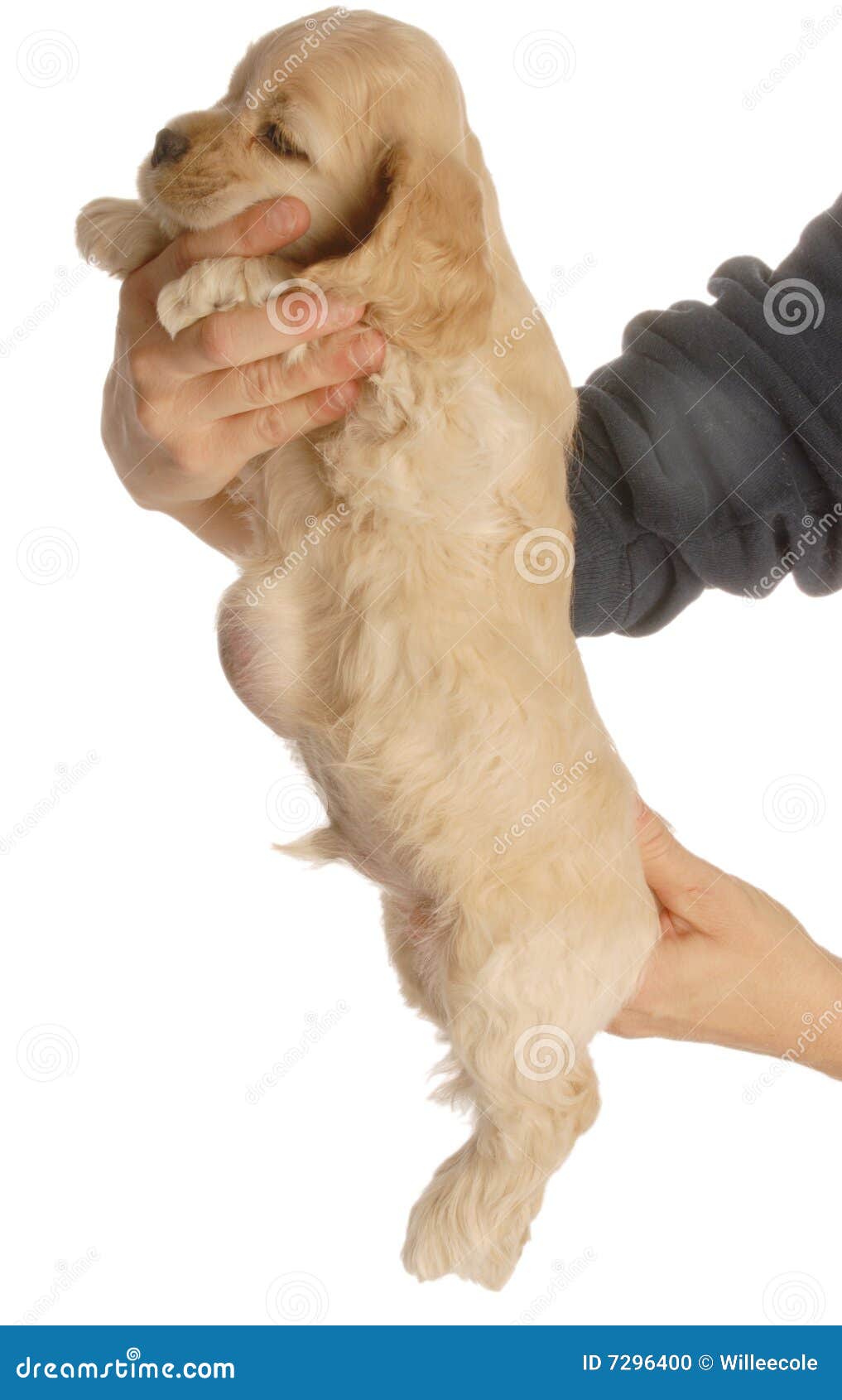 Hund mit Nabelhernie stockfoto. Bild von chirurgie, abdomen 7296400