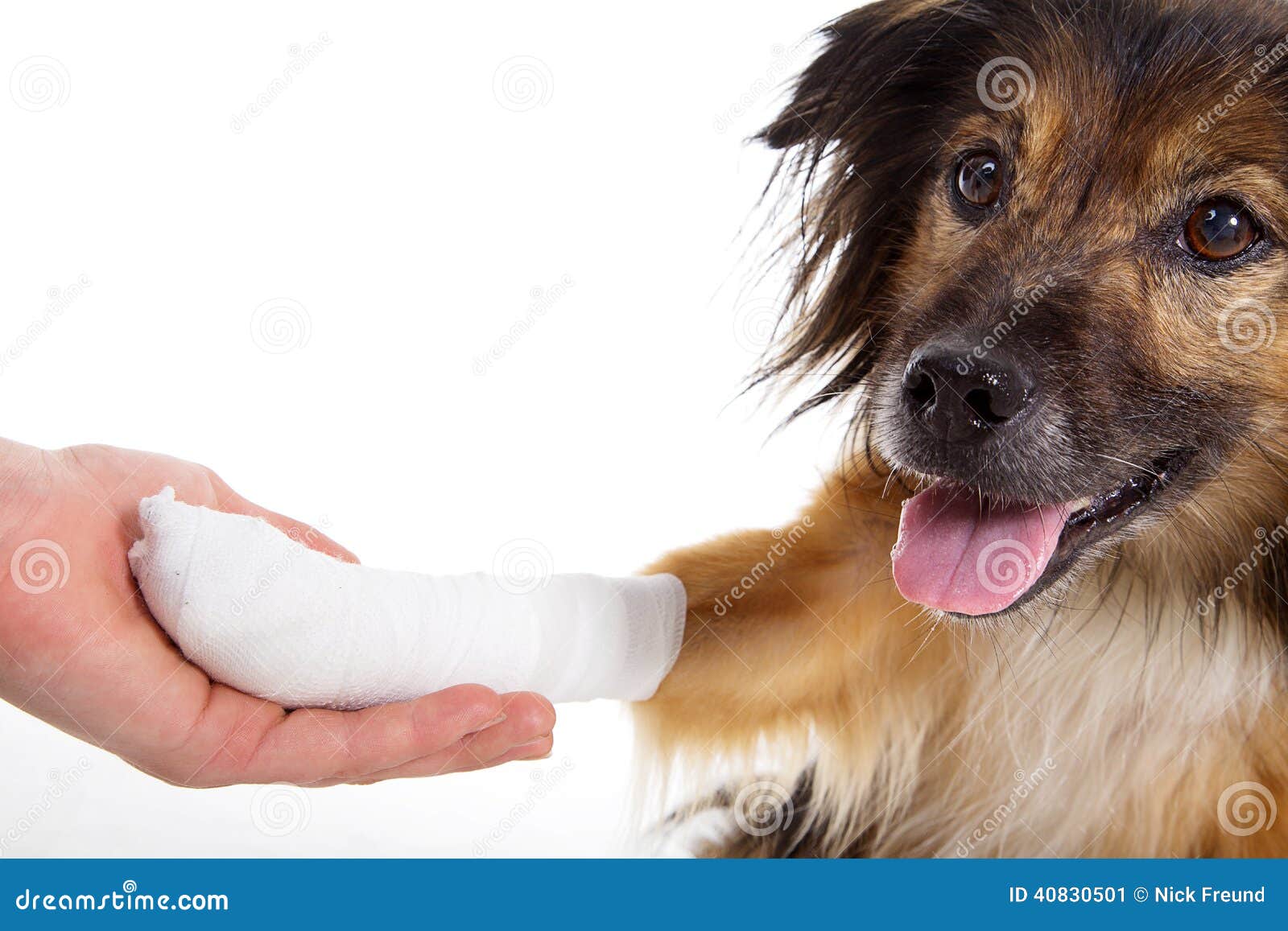 Hund Mit Verband Mit Der Tatze Stockbild Bild von welpe, gebrochen