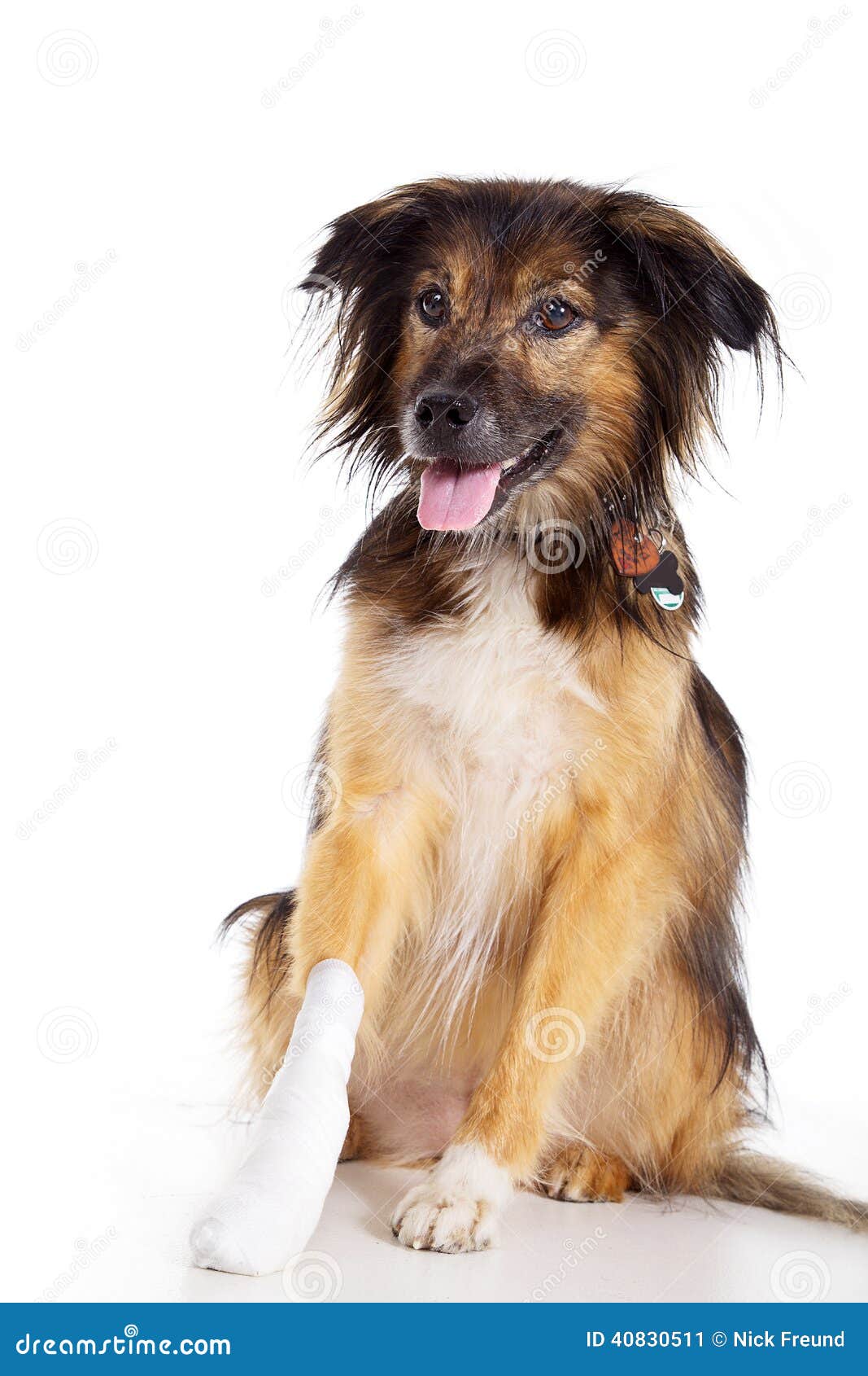 Hund Mit Verband Mit Der Tatze Stockbild Bild von gebrochen, autsch