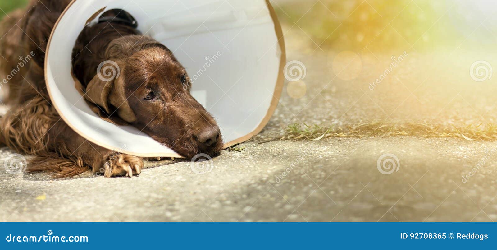 Hund nach Chirurgie stockbild. Bild von krank, exemplar 92708365