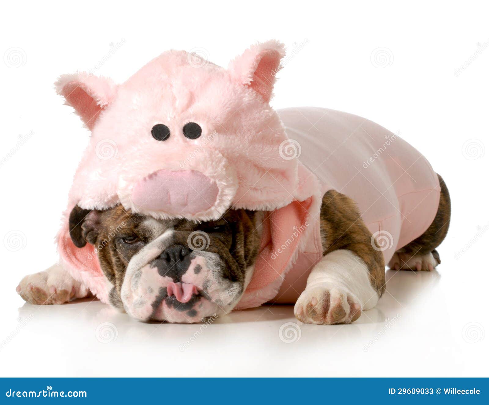 Hund Oben Gekleidet Wie Ein Schwein Stockbild Bild von reinrassig