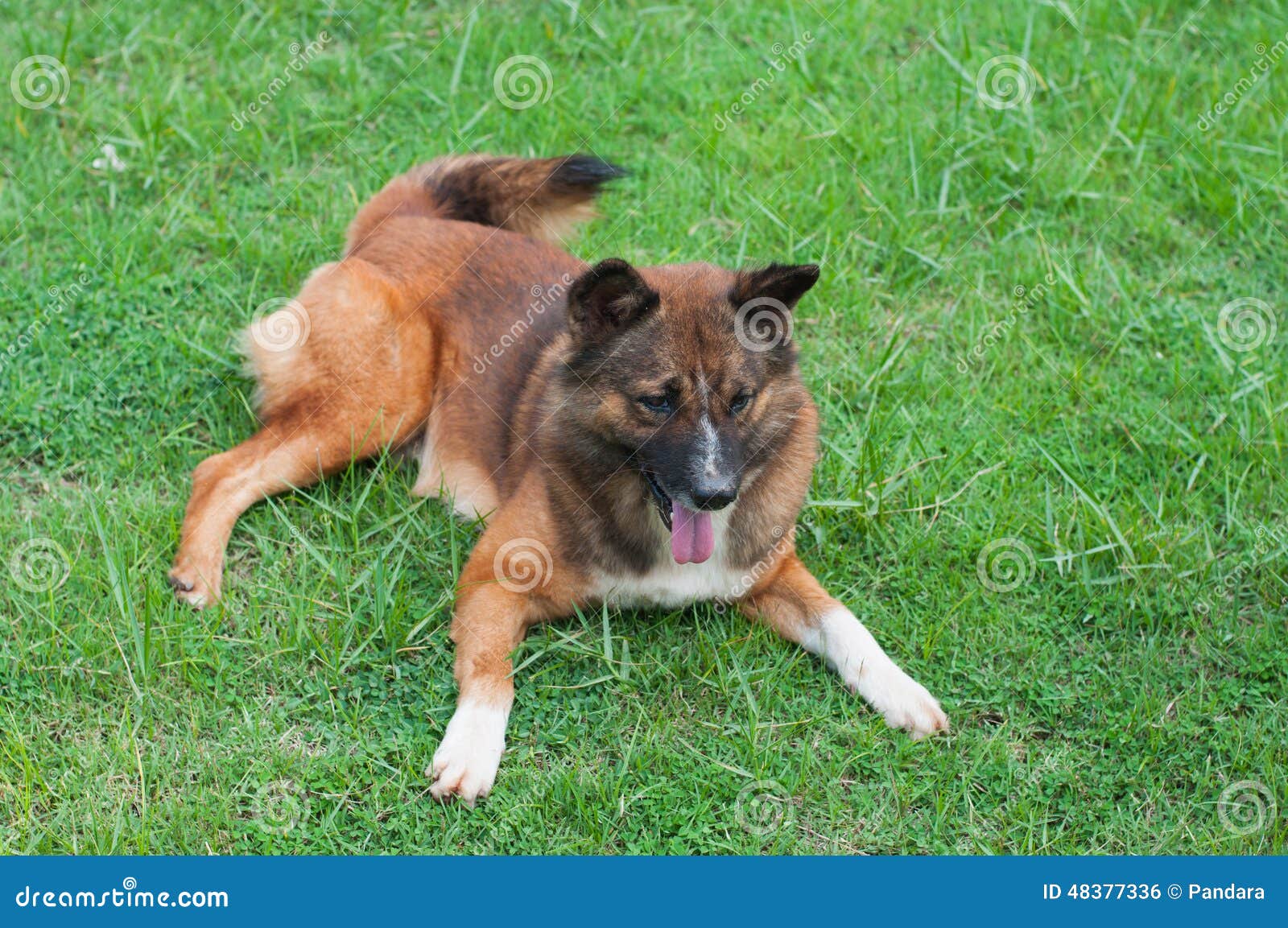 Hund sitzt auf einem Yard stockfoto. Bild von grün, glücklich 48377336