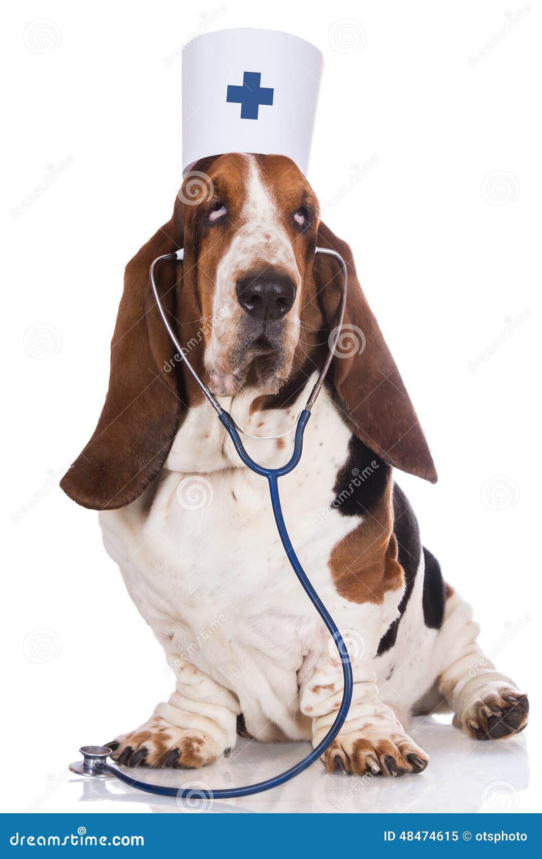 Lodge stilhed prangende Hund Som Poserar Som En Doktor Fotografering för Bildbyråer - Bild av  hemhjälp, pedicured: 48474615