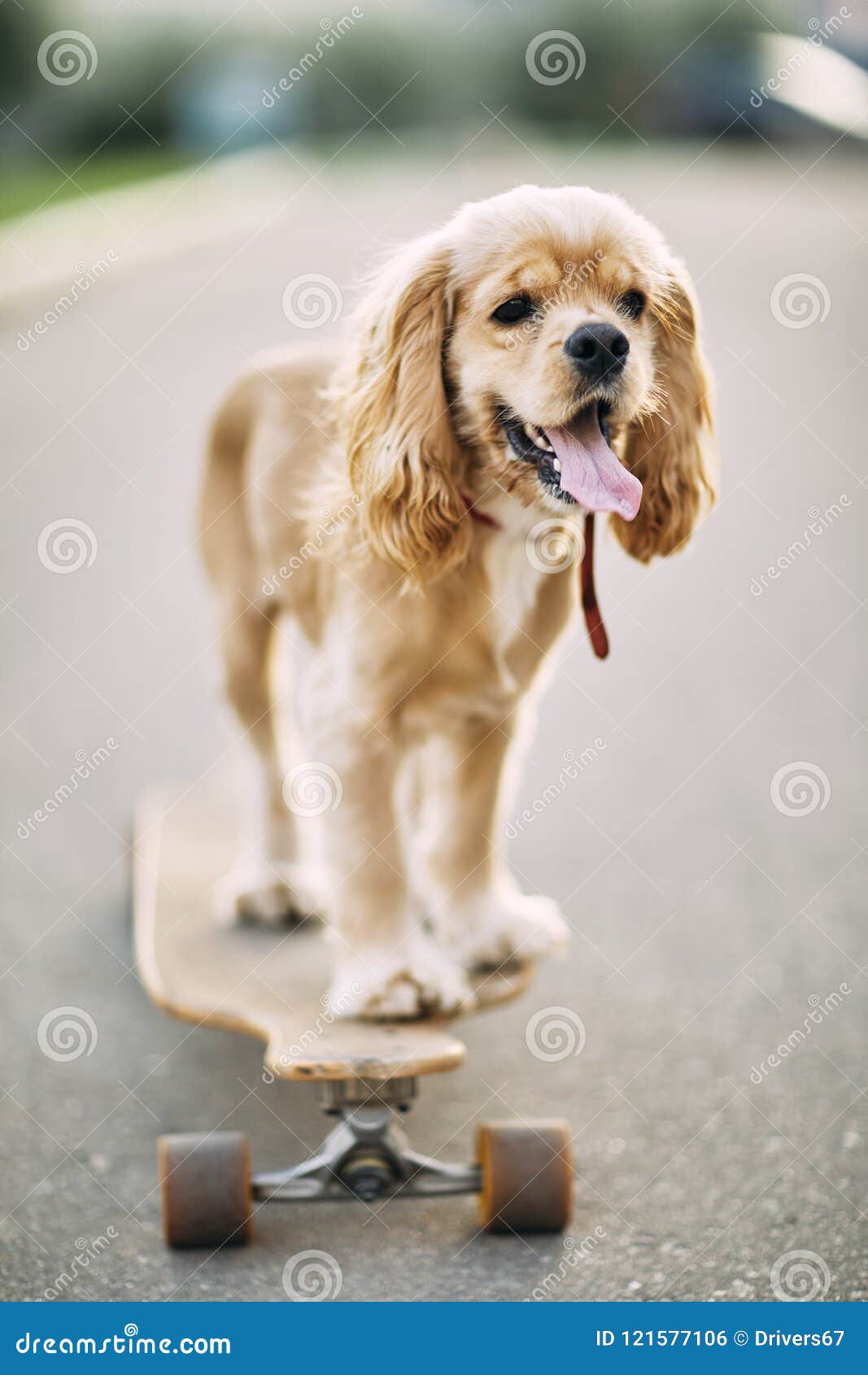 Hund Som Rider En Skateboard Arkivfoto Bild av angus, actinium 121577106