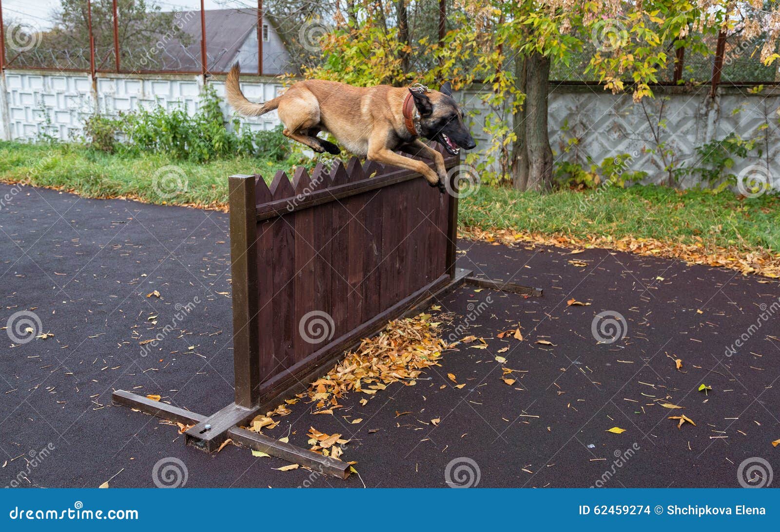 Hund Springt Durch Eine Sperre Stockfoto Bild von schäferhund
