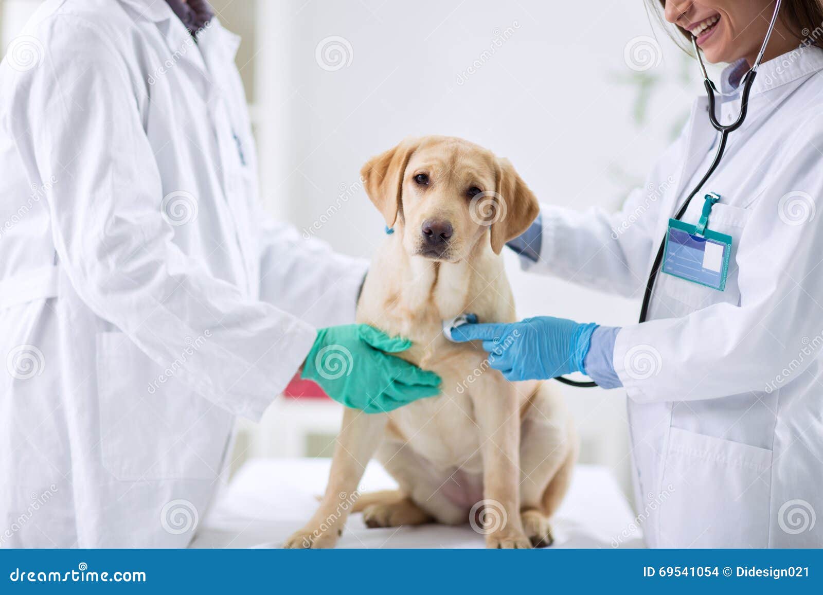 Hund am Tierarzt stockfoto. Bild von schön, erwachsener 69541054