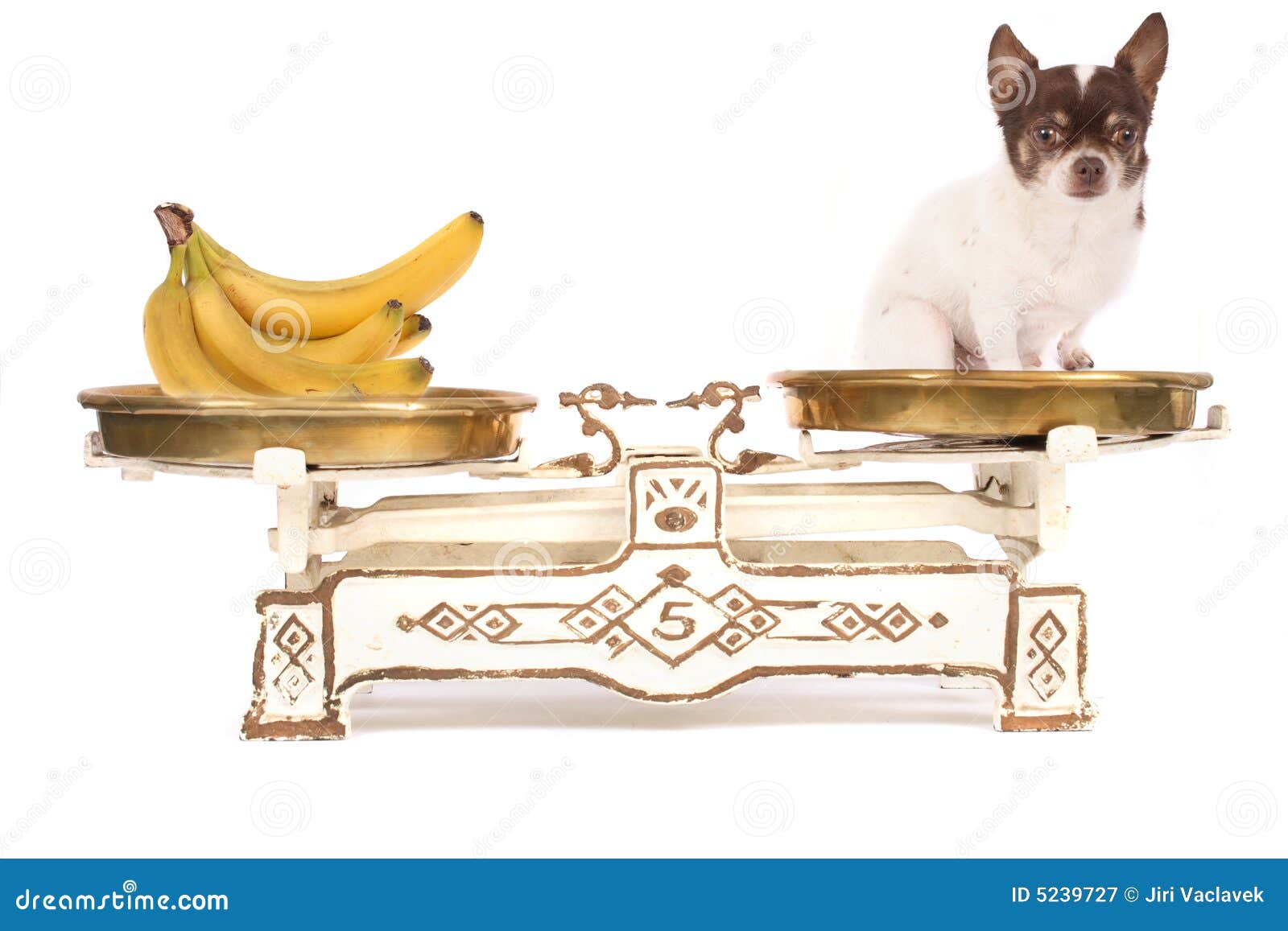 Hund und Banane stockbild. Bild von banane, hund 5239727