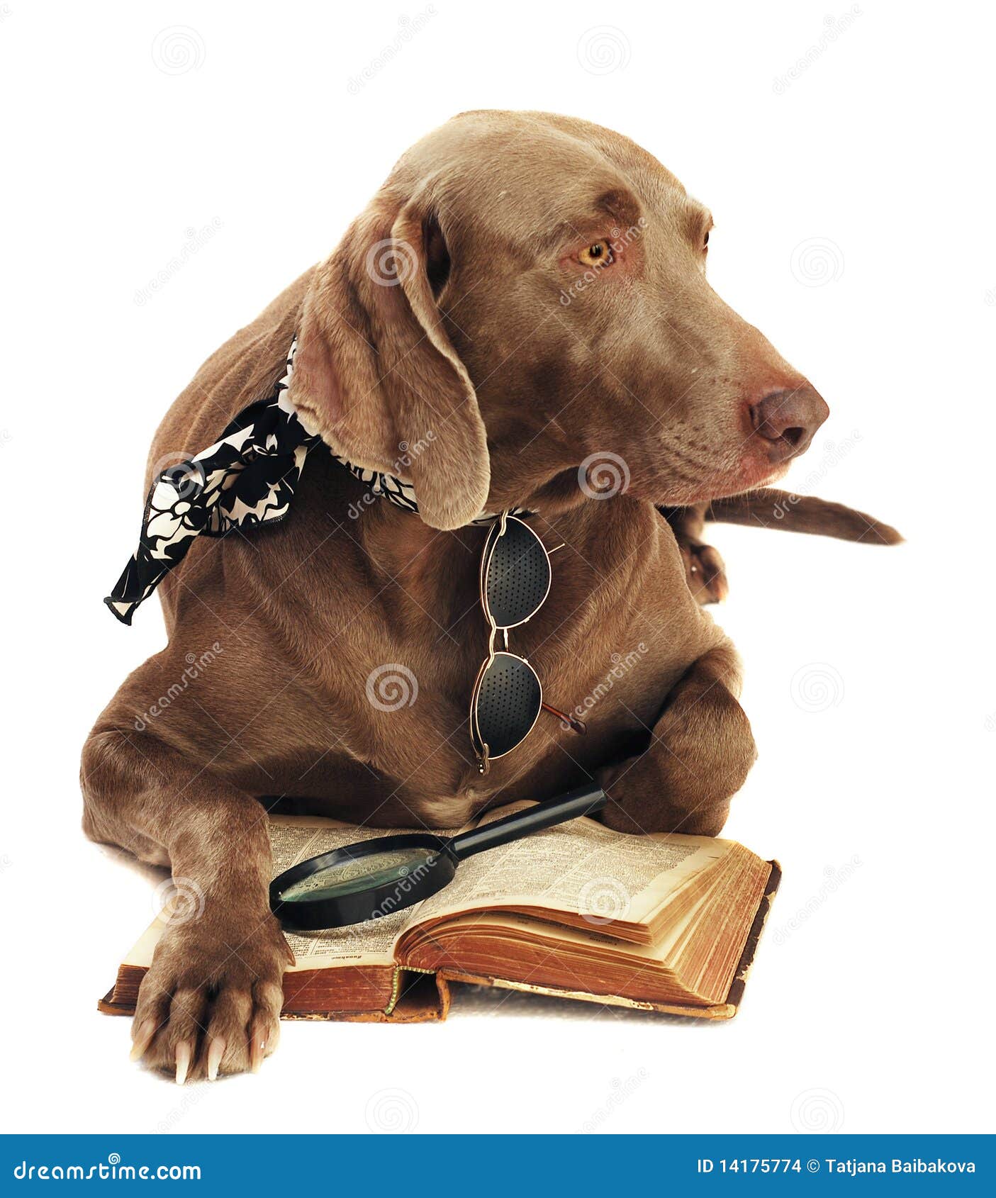 Hund und Buch stockfoto. Bild von hunde, freundschaft 14175774