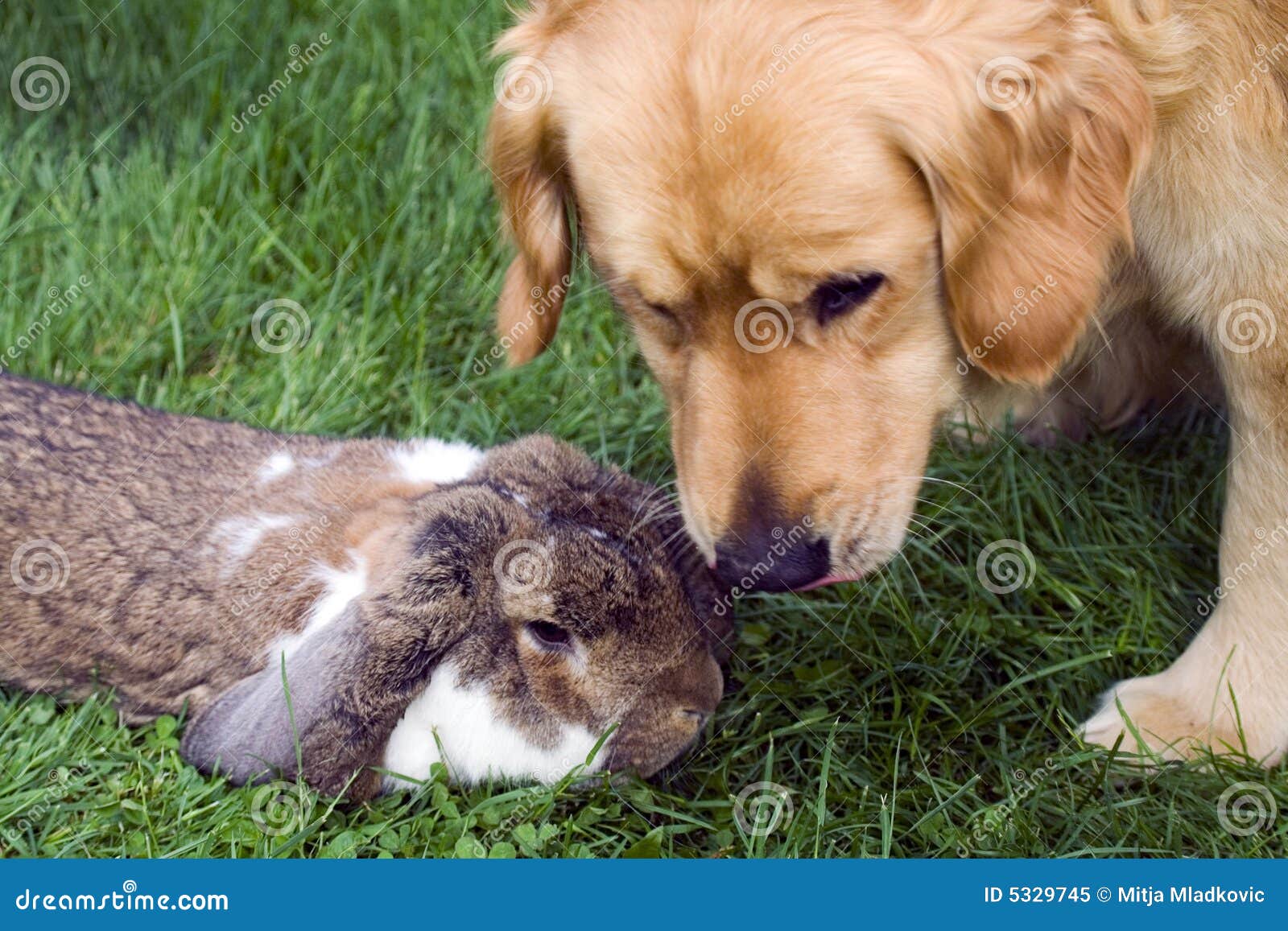 Hund und Kaninchen stockbild. Bild von apportierhund, kaninchen 5329745