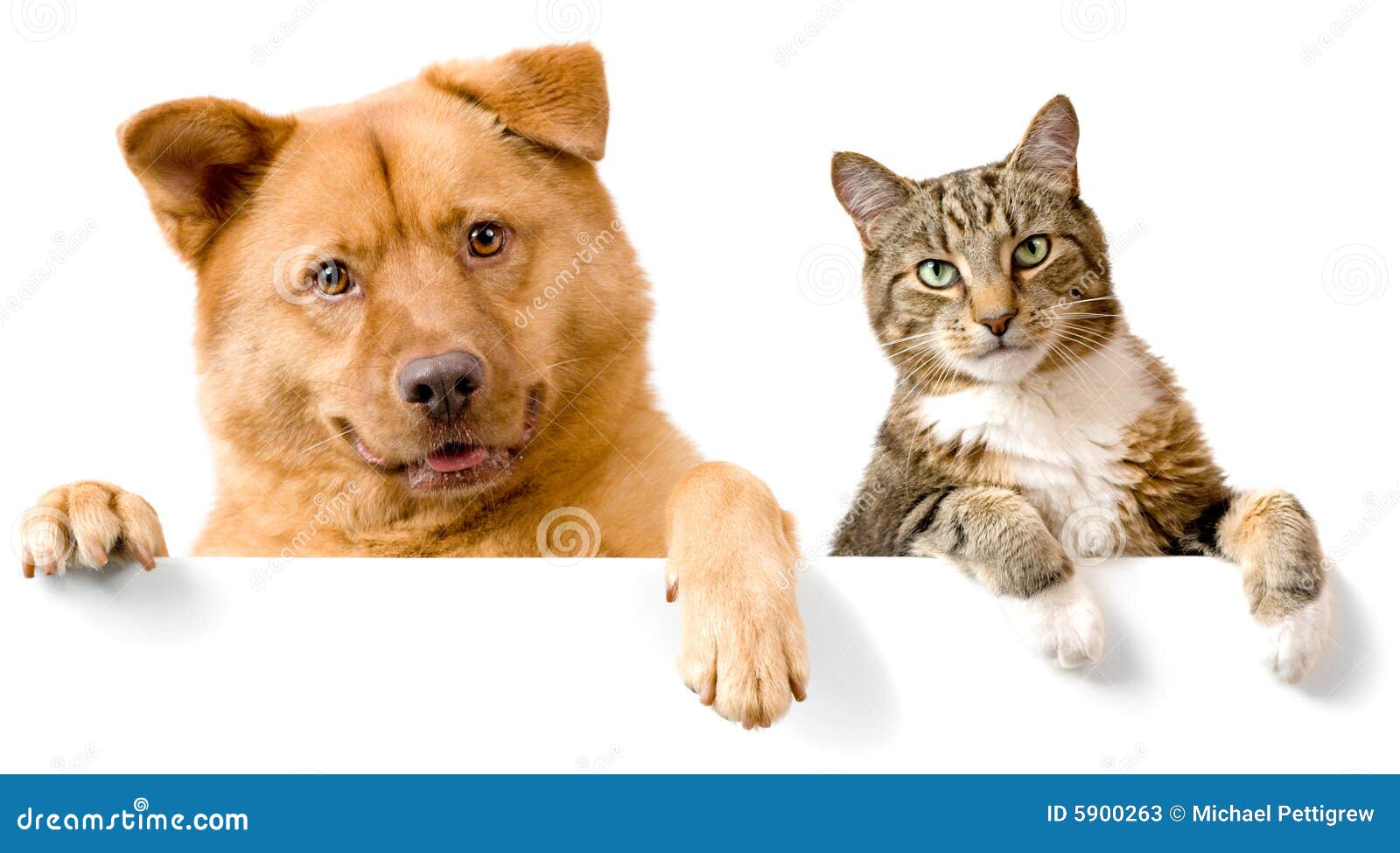 Hunde Und Katzen, Die über Netz-Fahne Spähen Stockbild - Bild von