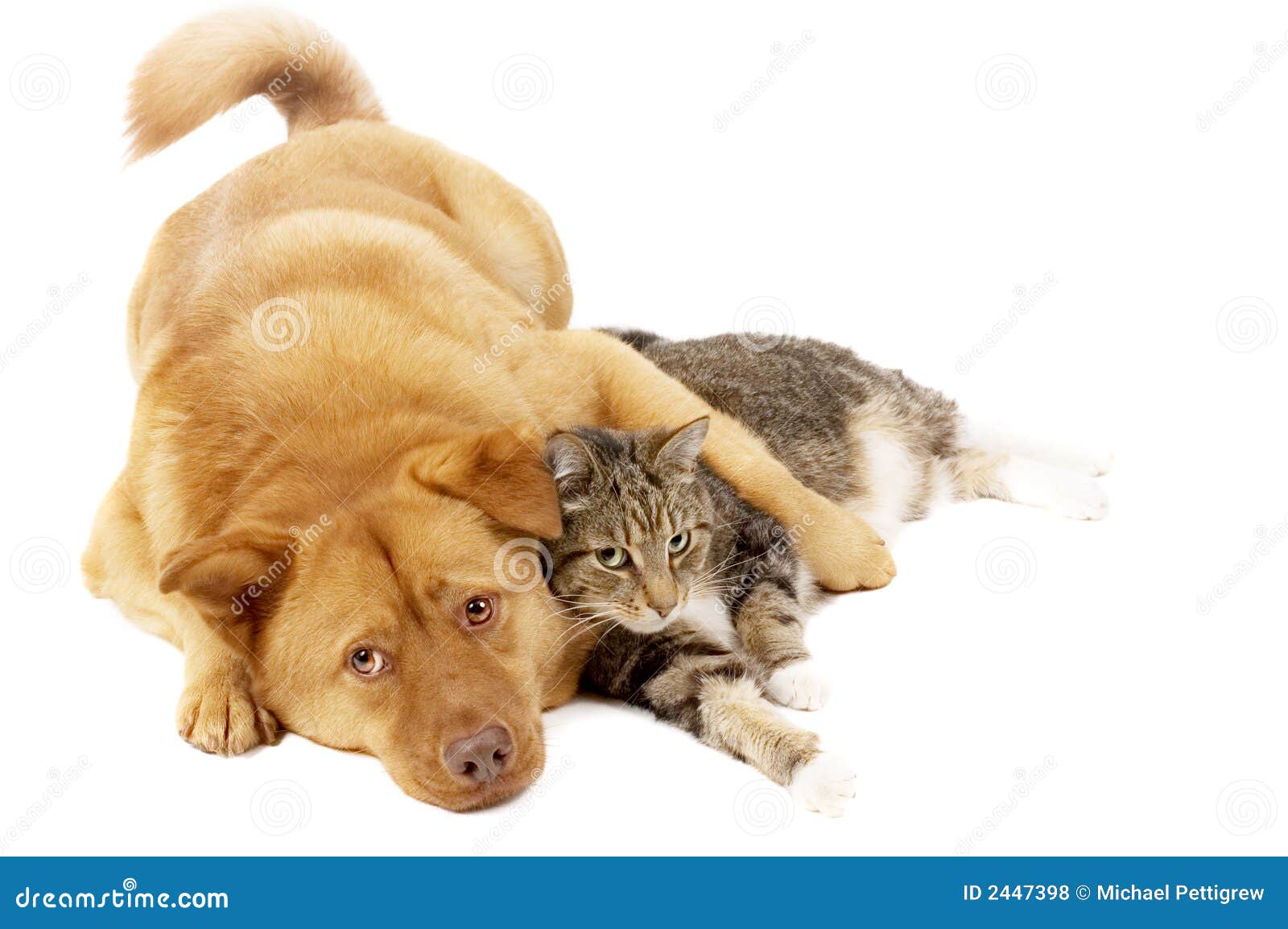 Hund Und Katze, Die Sich Entspannen Stockfoto Bild von apportierhund