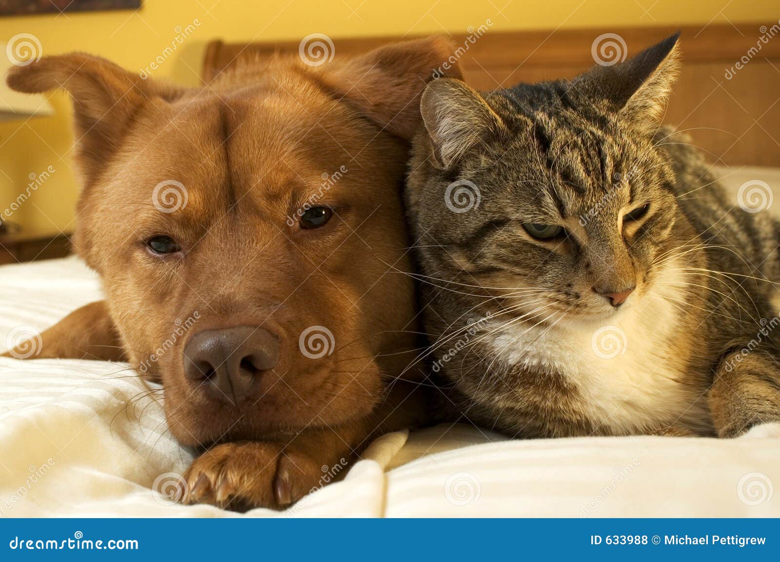 Hund Und Katze, Die Sich Entspannen Stockfoto Bild von entspannen
