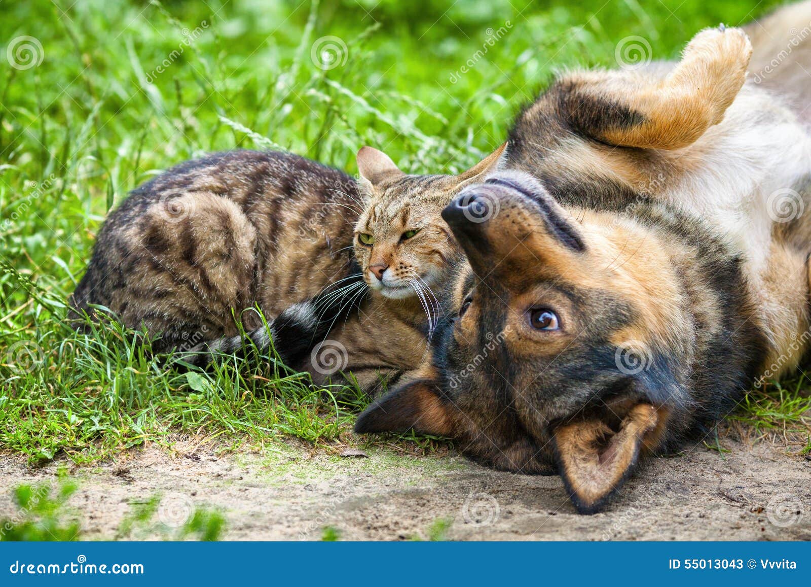 Hund Und Katze Sind Beste Freunde Stockbild Bild von glücklich, grün