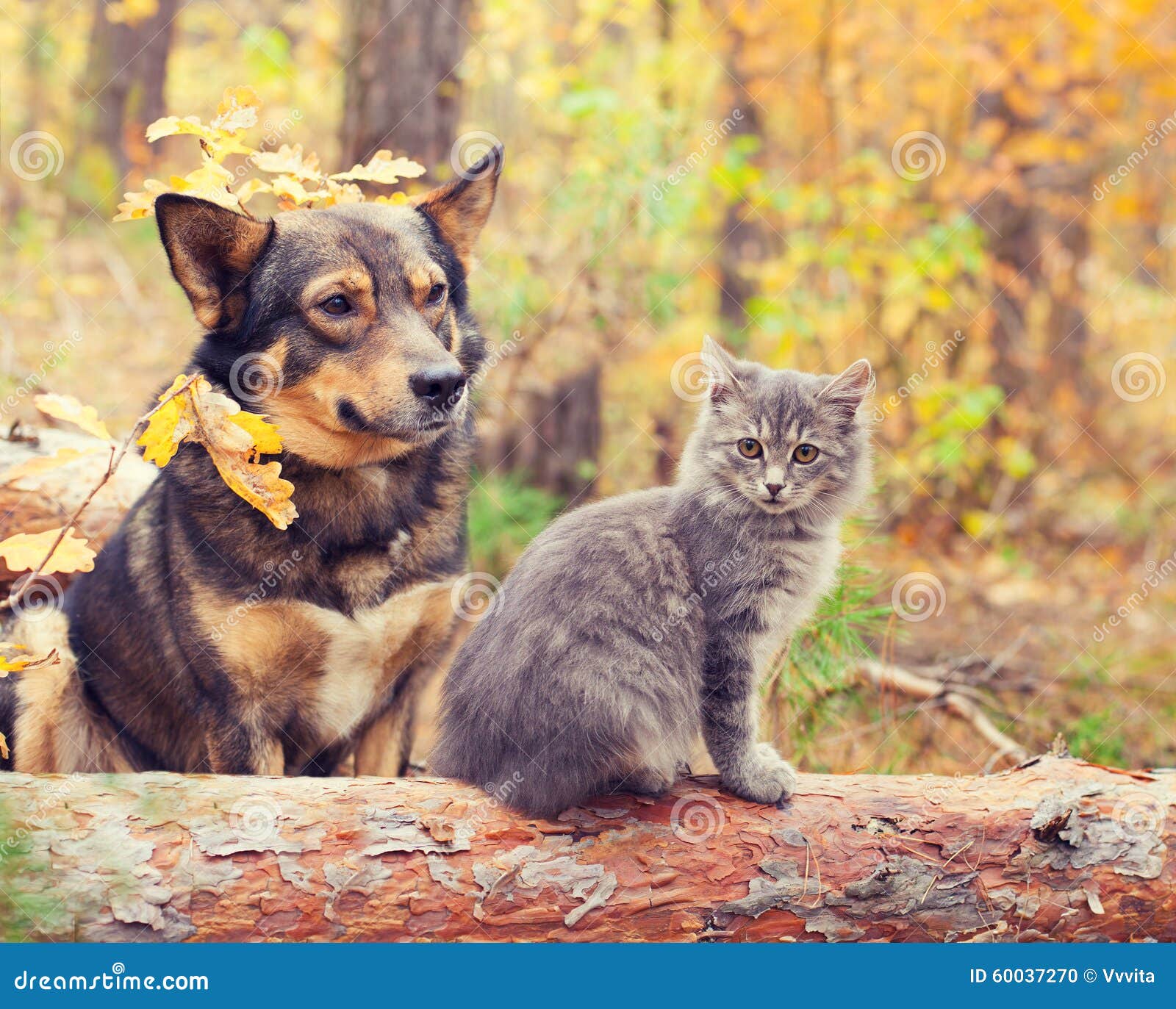 Hund Und Katze Sind Die Besten Freunde Stockfoto Bild von schwarzes