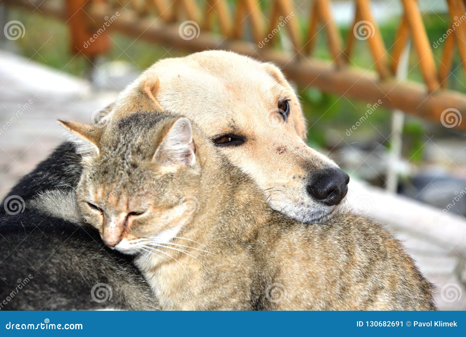 Hund Und Katze, Zum Sich in Den Besten Freunden Der Tierliebe Anzuschmiegen  Stockbild - Bild von nett, liebe: 130682691