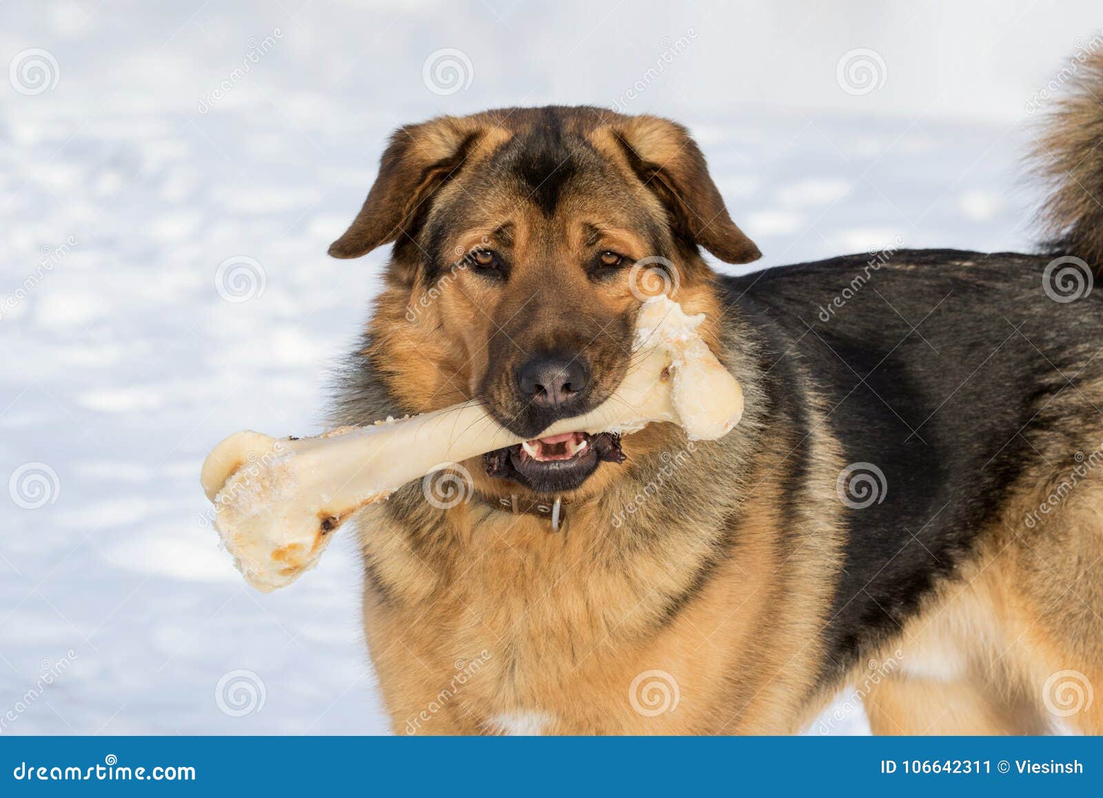 Hund und Knochen stockbild. Bild von groß, glücklich 106642311